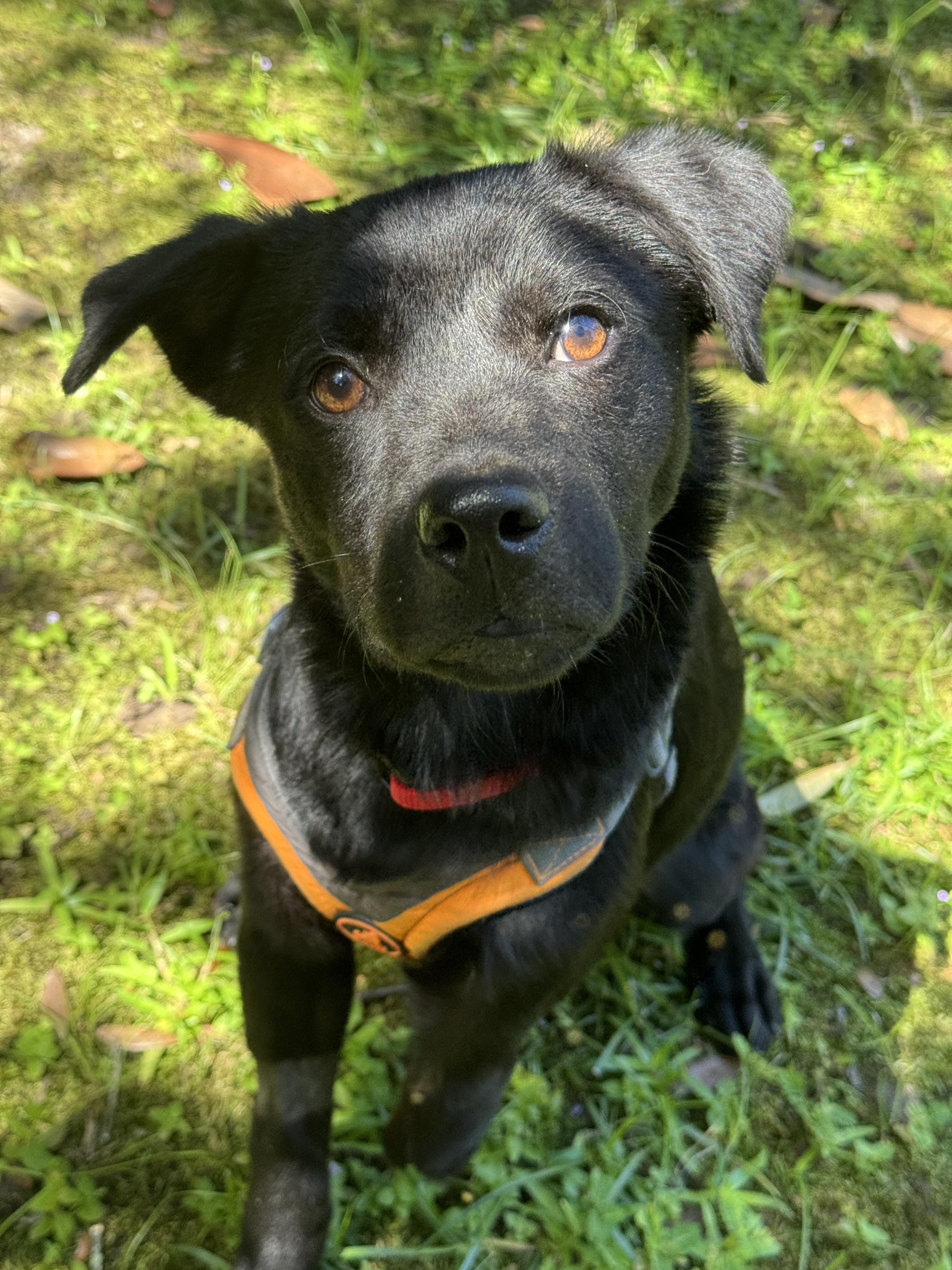 Enlarge Forest ( only has 3 legs), a Adopted mixed breed in Navarre, FL image 6/6
