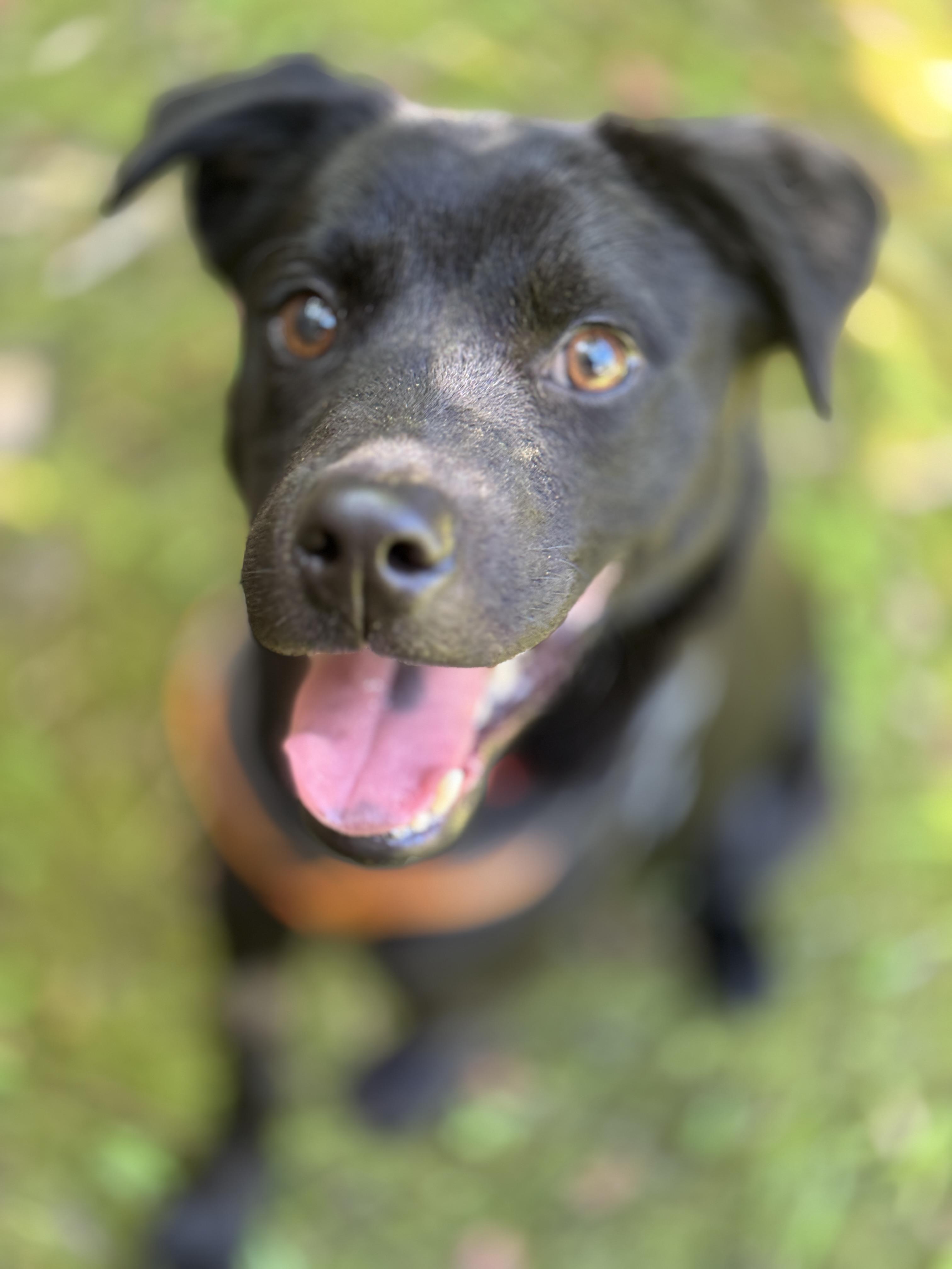 Enlarge Forest ( only has 3 legs), a Adopted mixed breed in Navarre, FL image 5/6