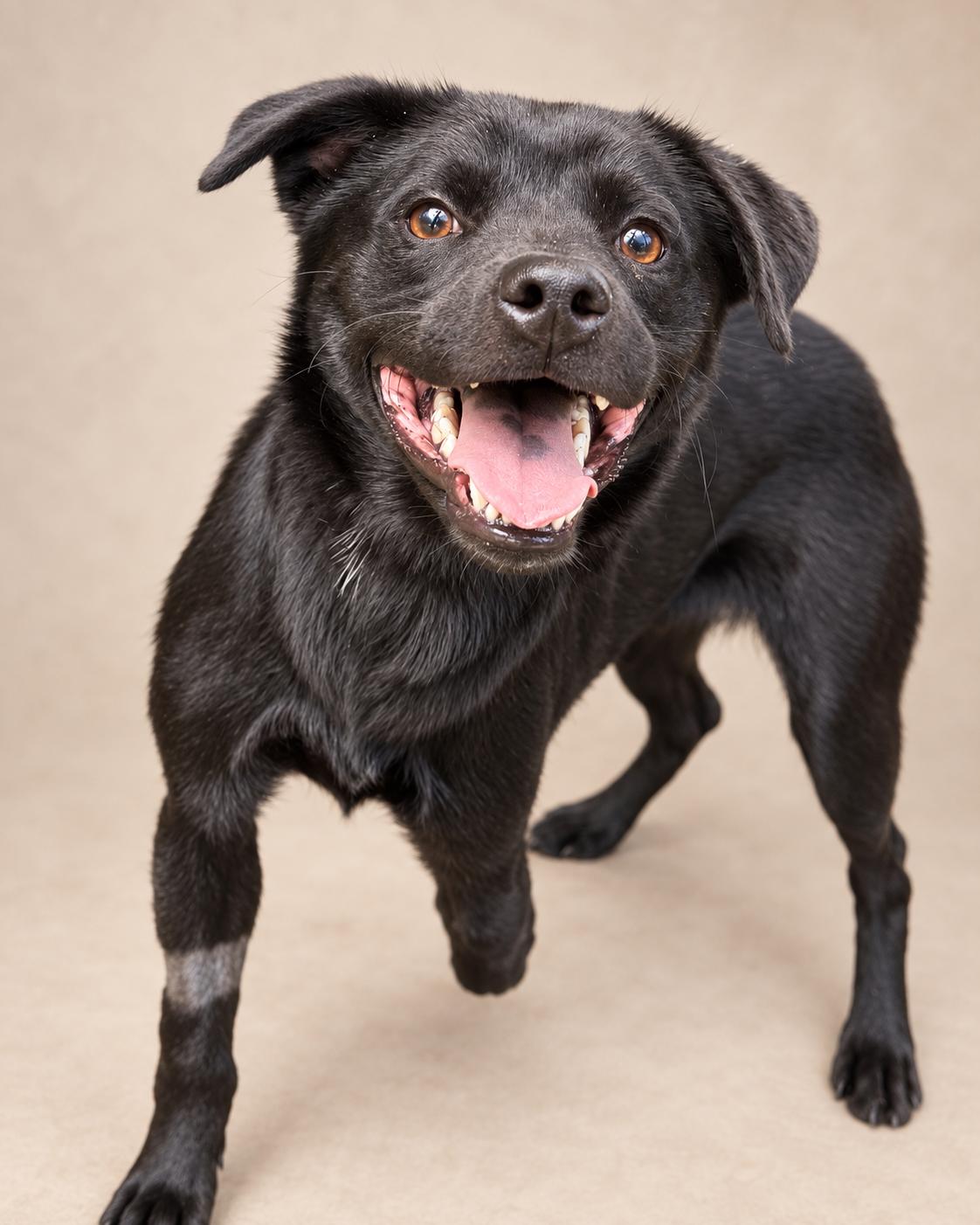 Enlarge Forest ( only has 3 legs), a Adopted mixed breed in Navarre, FL image 2/6