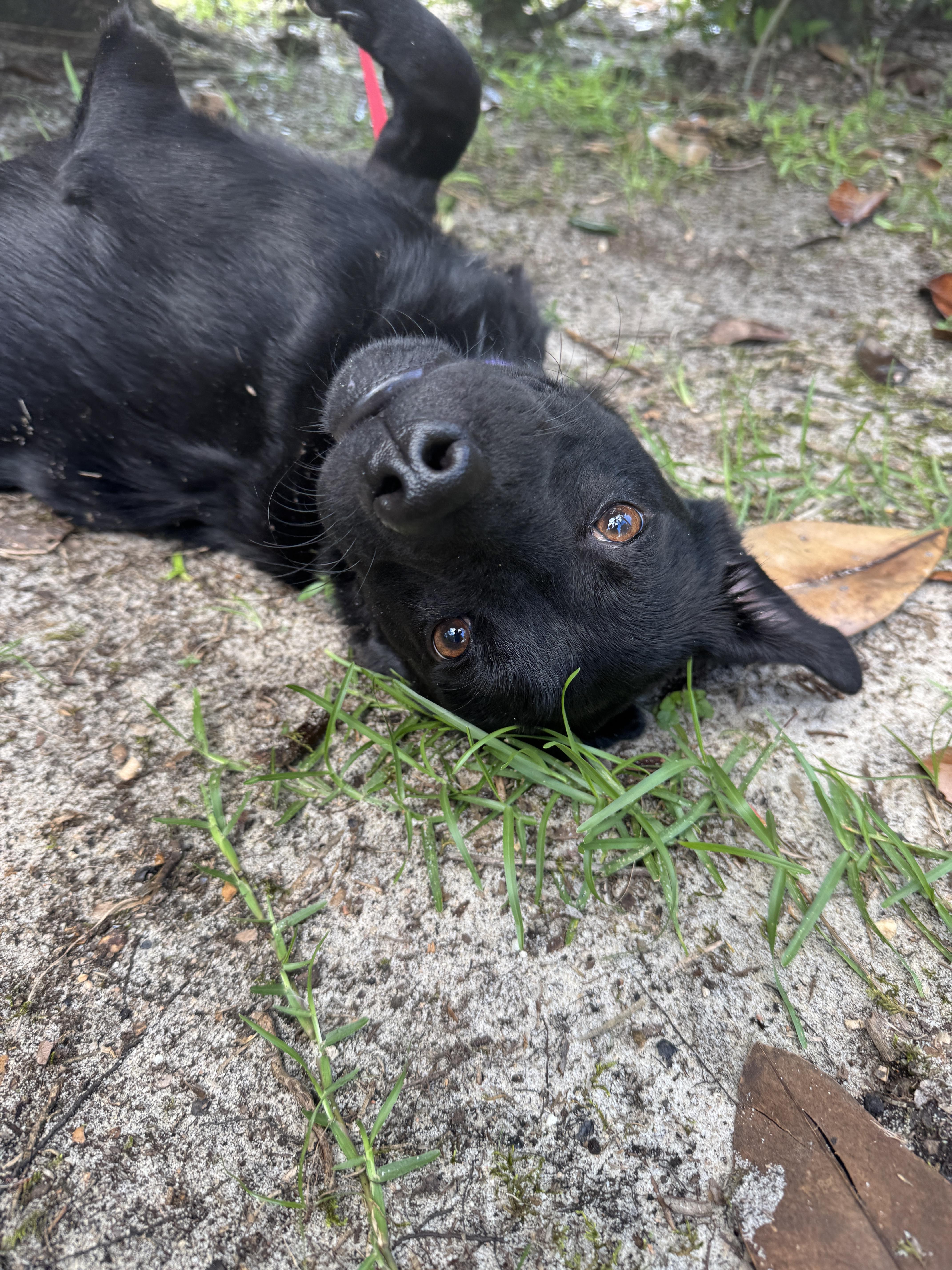 Enlarge Forest ( only has 3 legs), a Adopted mixed breed in Navarre, FL image 4/6
