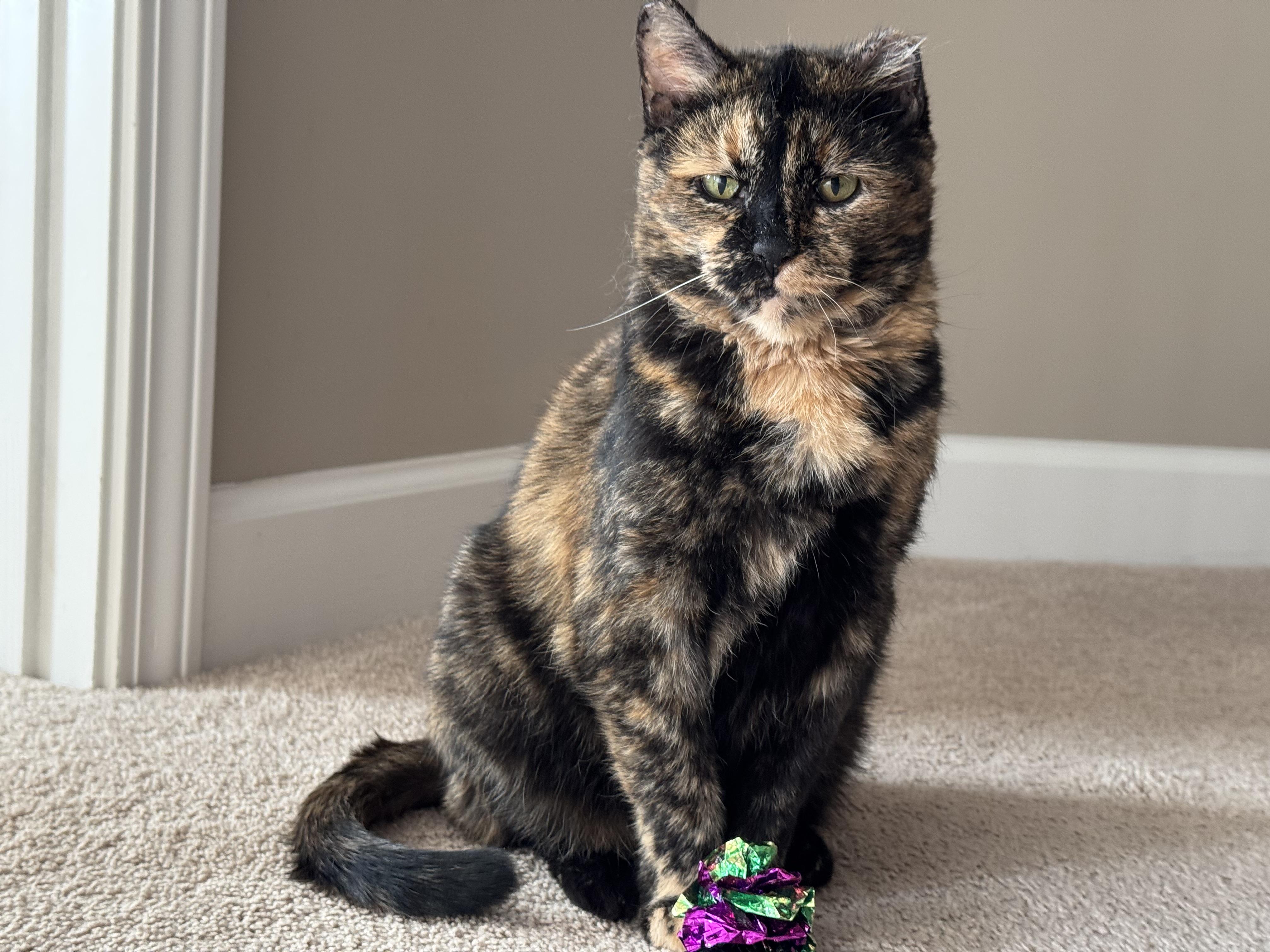 Enlarge Ivy, a Adoptable Domestic Short Hair in Nashville, TN image 3/4