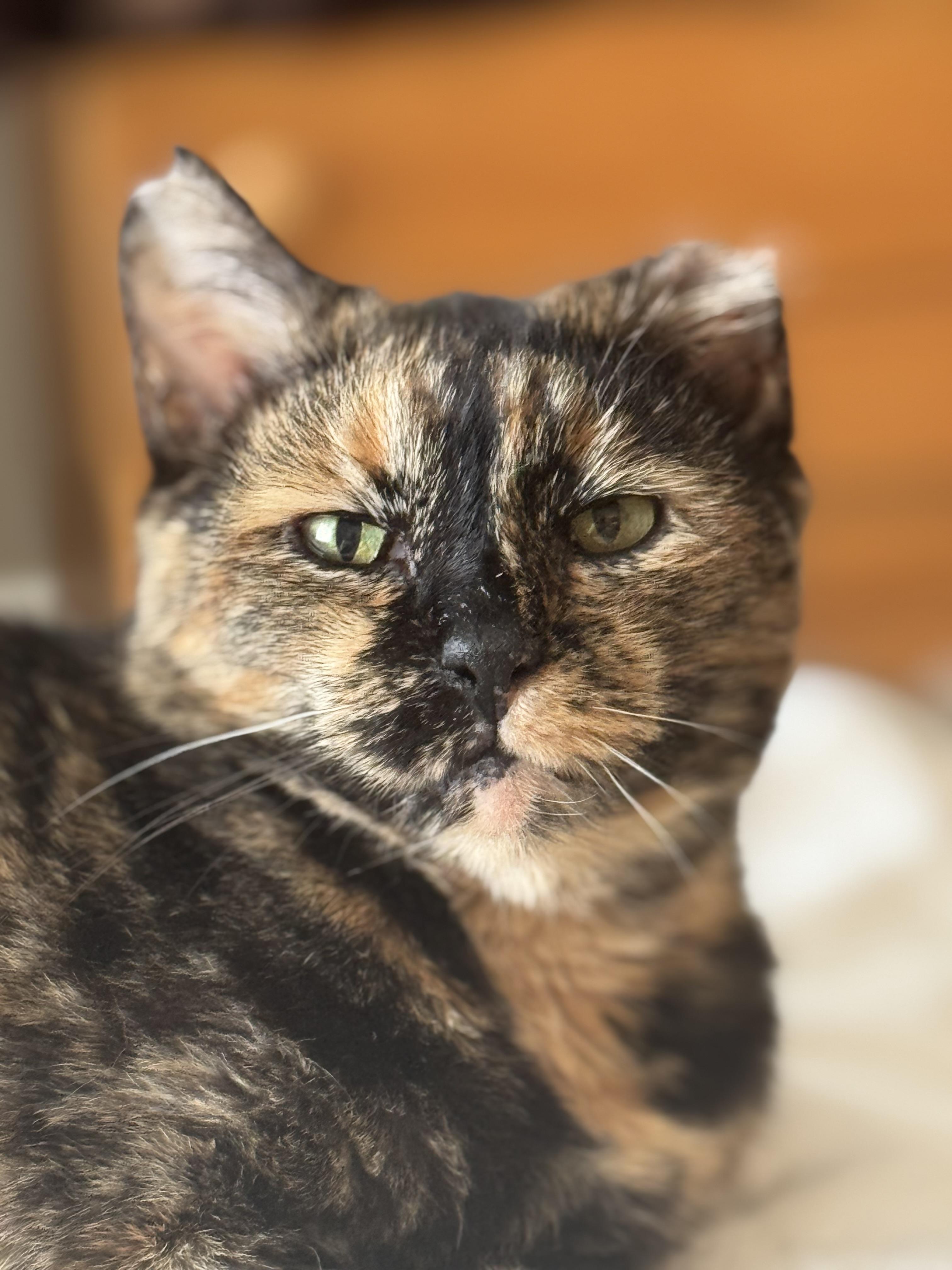 Enlarge Ivy, a Adoptable Domestic Short Hair in Nashville, TN image 2/4