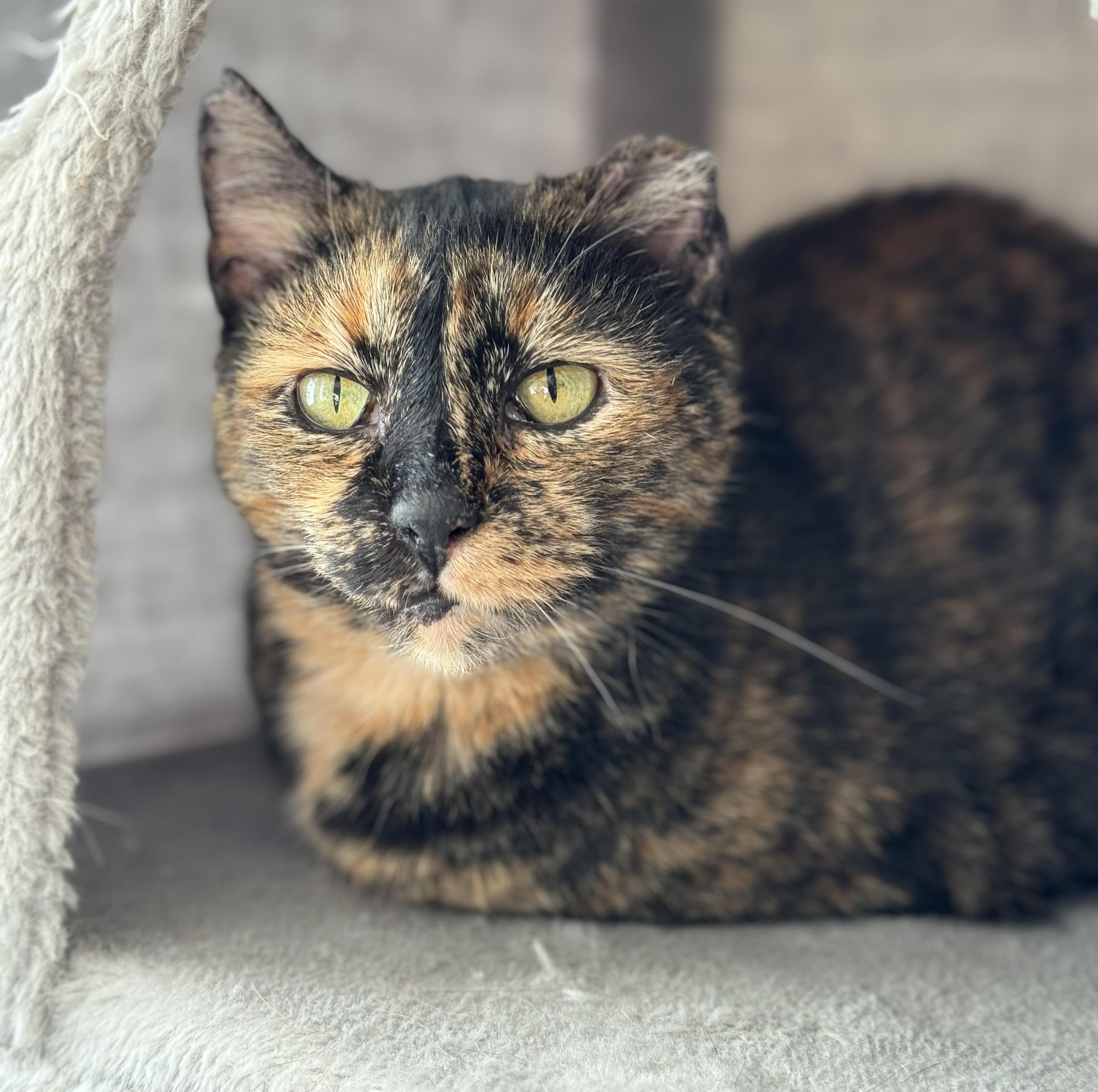 Enlarge Ivy, a Adoptable Domestic Short Hair in Nashville, TN image 1/4