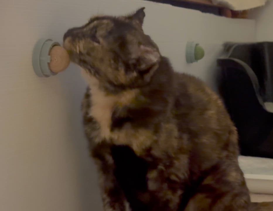 Enlarge Ivy, a Adoptable Domestic Short Hair in Nashville, TN video 4/4