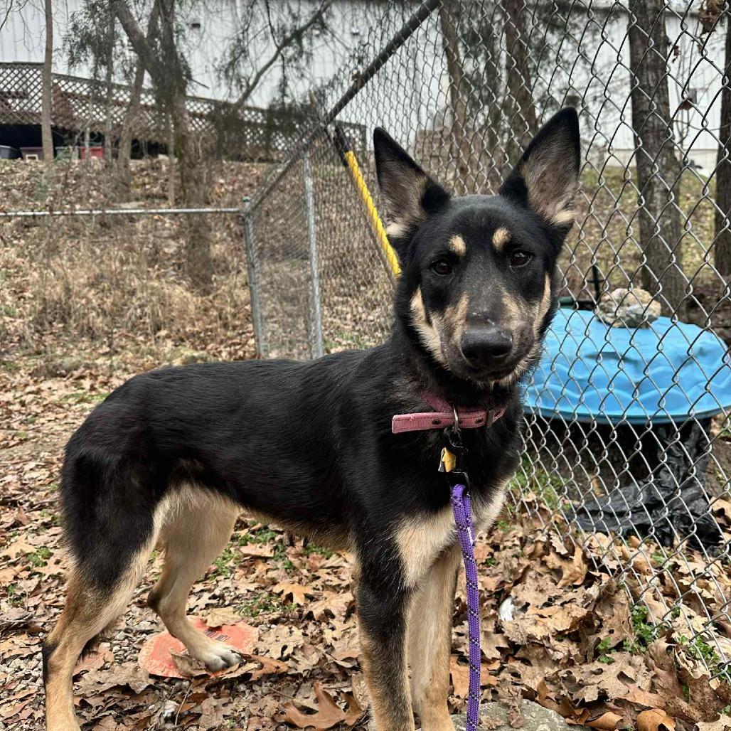 Enlarge Freya, a Adoptable German Shepherd Dog in Branson, MO image 1/2