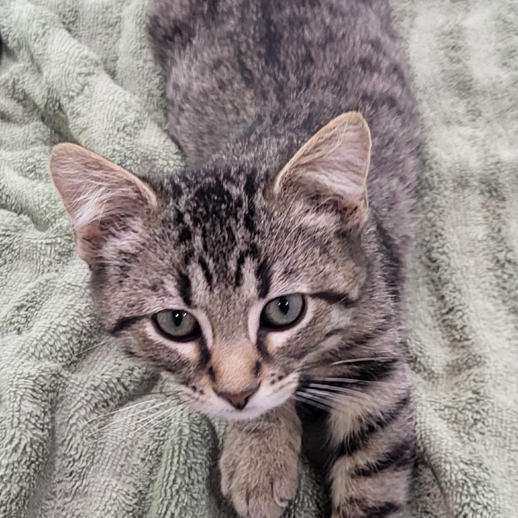 Enlarge Mandy AKA AA63, a Adoptable Domestic Short Hair in Granby, MO image 1/1