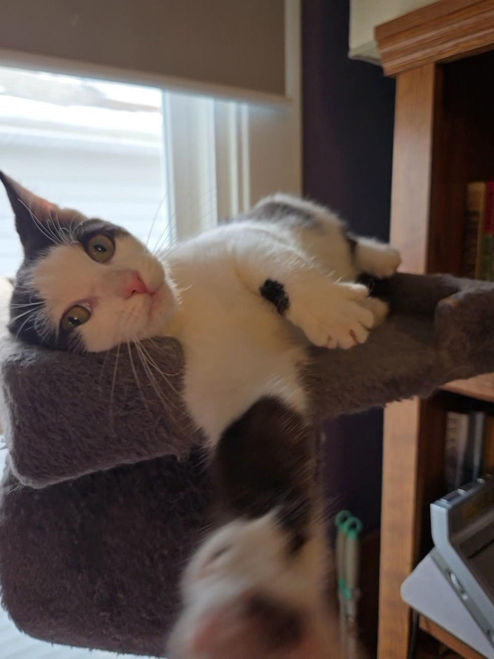 Sabastian, Adoptable, Kitten Male Domestic Short Hair.