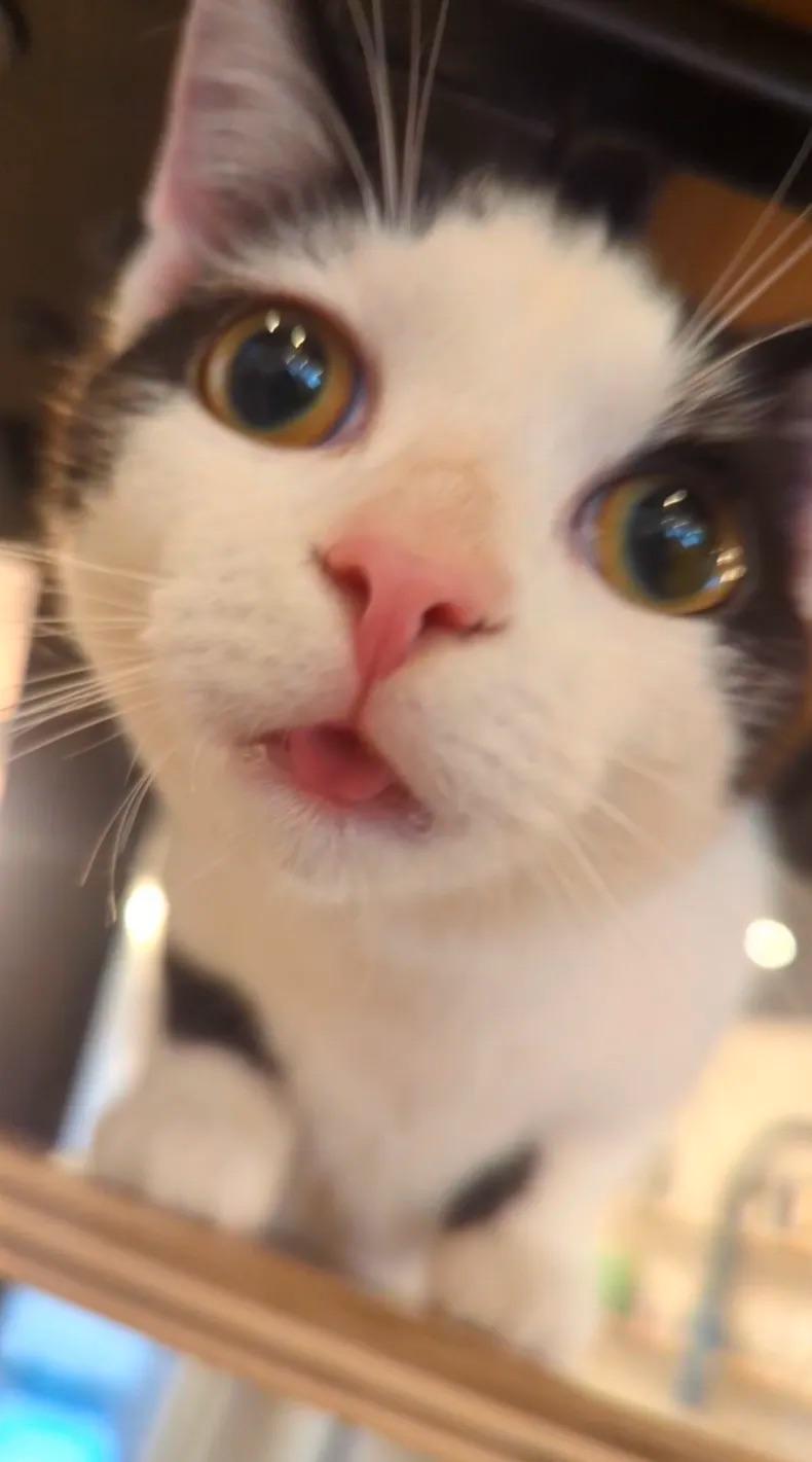 Enlarge Sabastian, a Adoptable Domestic Short Hair in Dayton, OH image 2/5