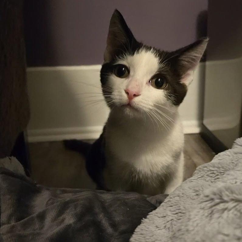 Enlarge Sabastian, a Adoptable Domestic Short Hair in Dayton, OH image 3/5