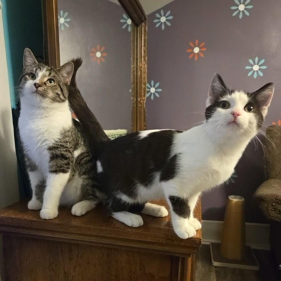 Enlarge Sabastian, a Adoptable Domestic Short Hair in Dayton, OH image 4/5