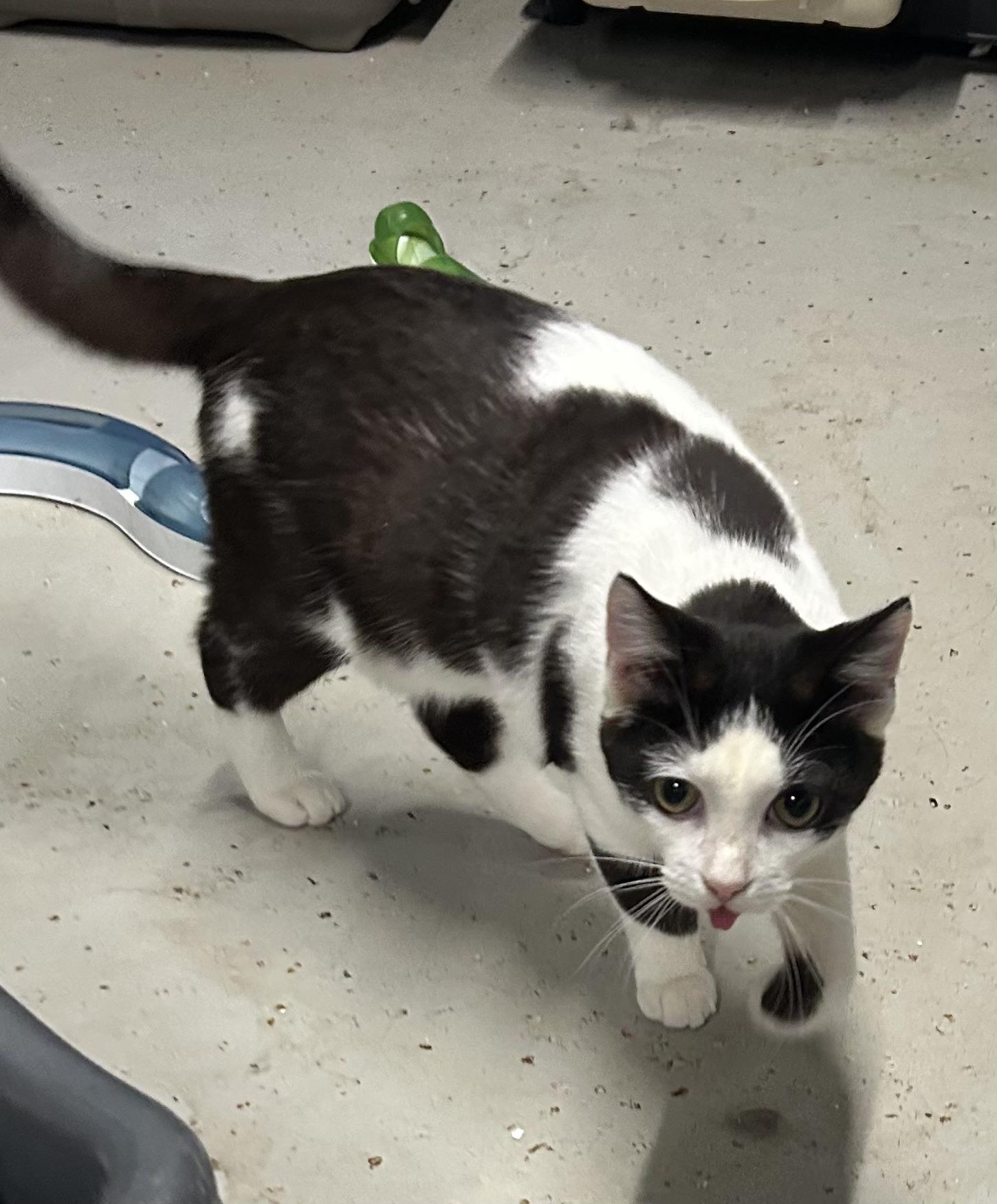 Enlarge Sabastian, a Adoptable Domestic Short Hair in Dayton, OH image 5/5