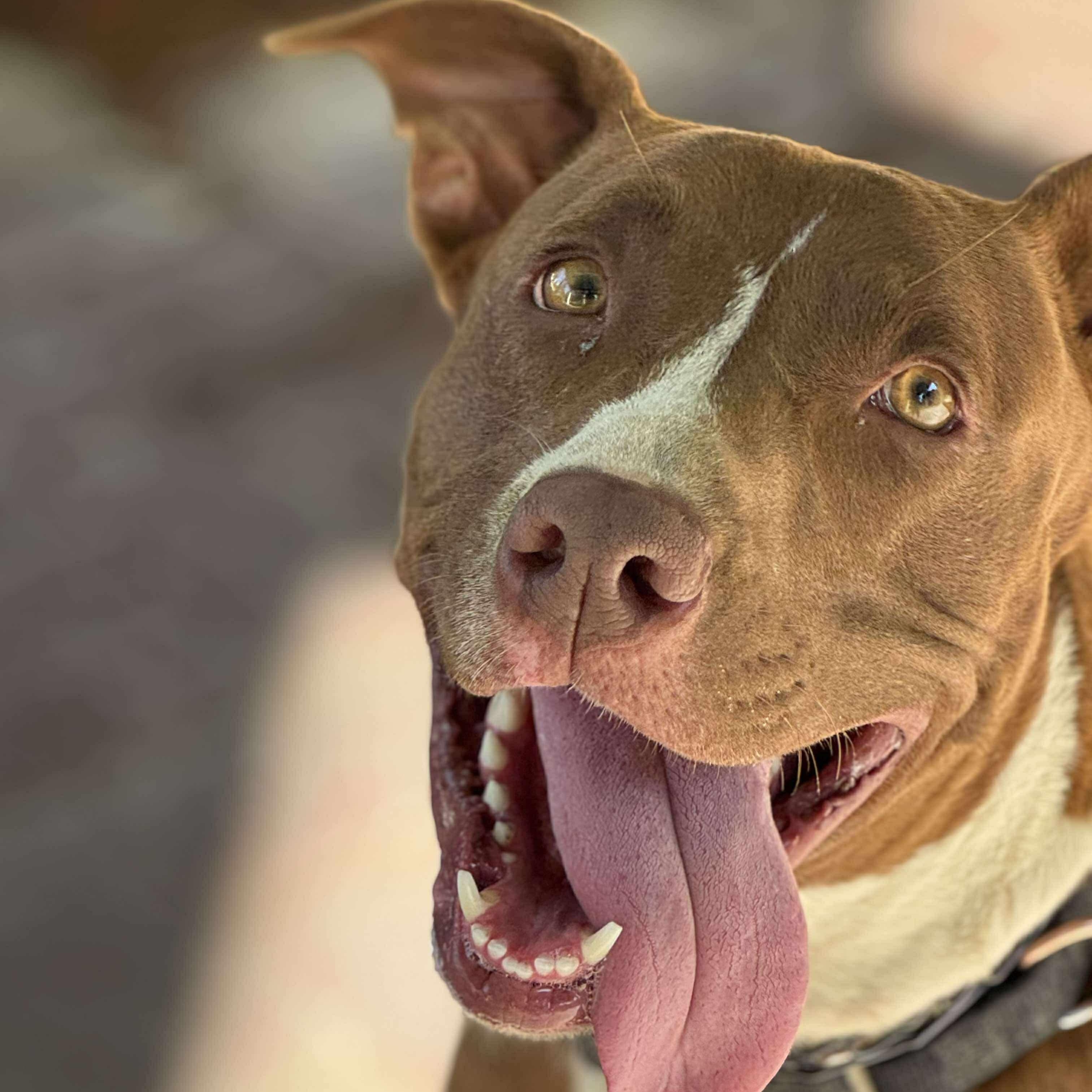 Delilah, a Adoptable mixed breed in Argyle, NY image 5/6