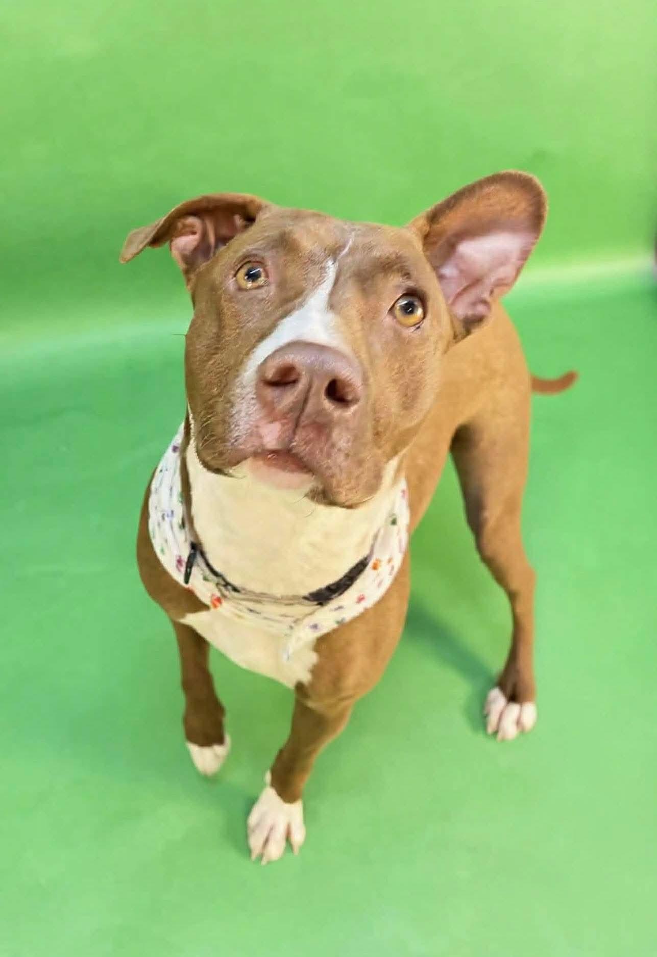 Enlarge Delilah, an adopted mixed breed in Argyle, NY image 6/6