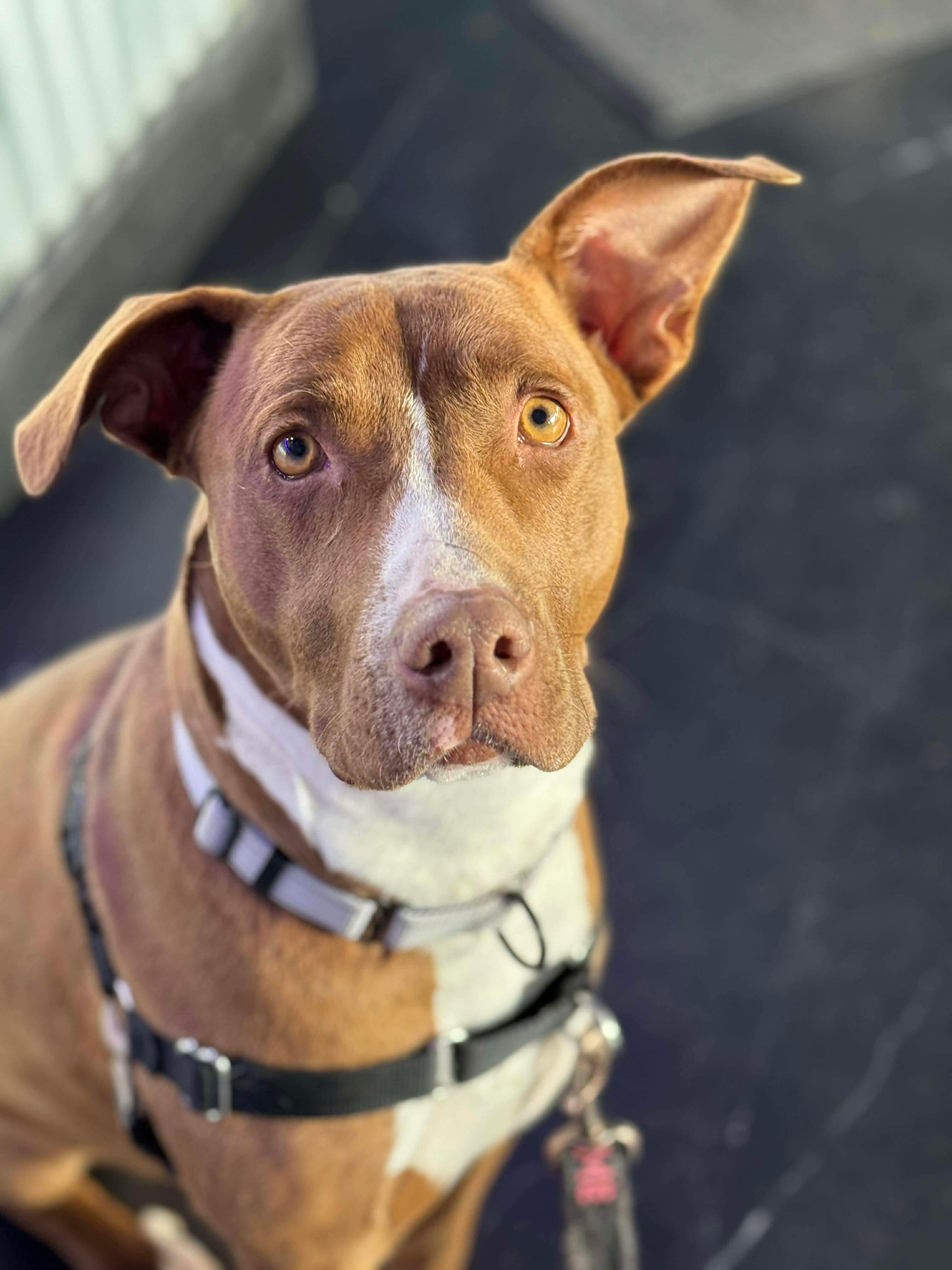 Delilah, Adoptable, Young Female Retriever.