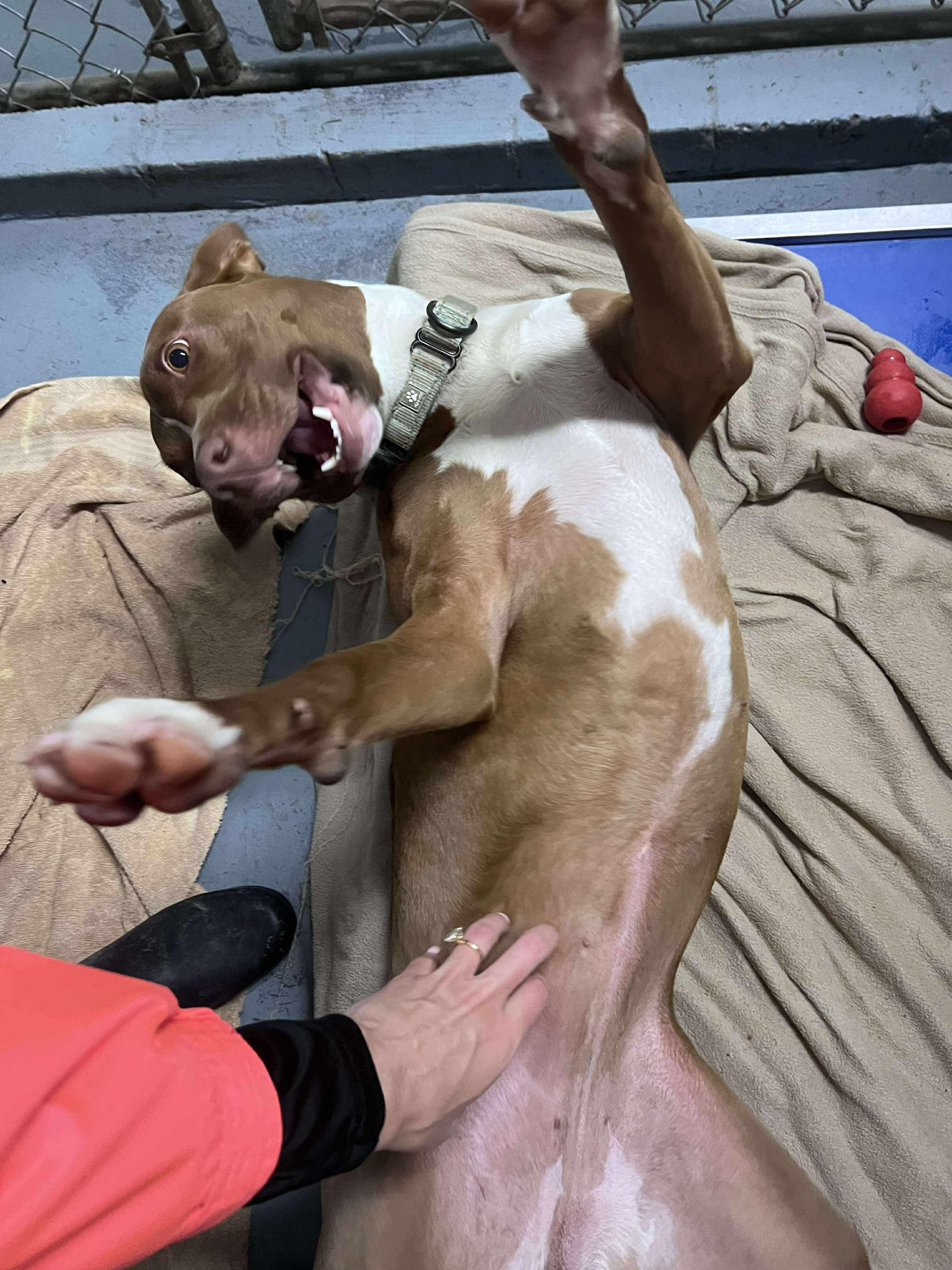 Delilah, a Adoptable mixed breed in Argyle, NY image 6/6