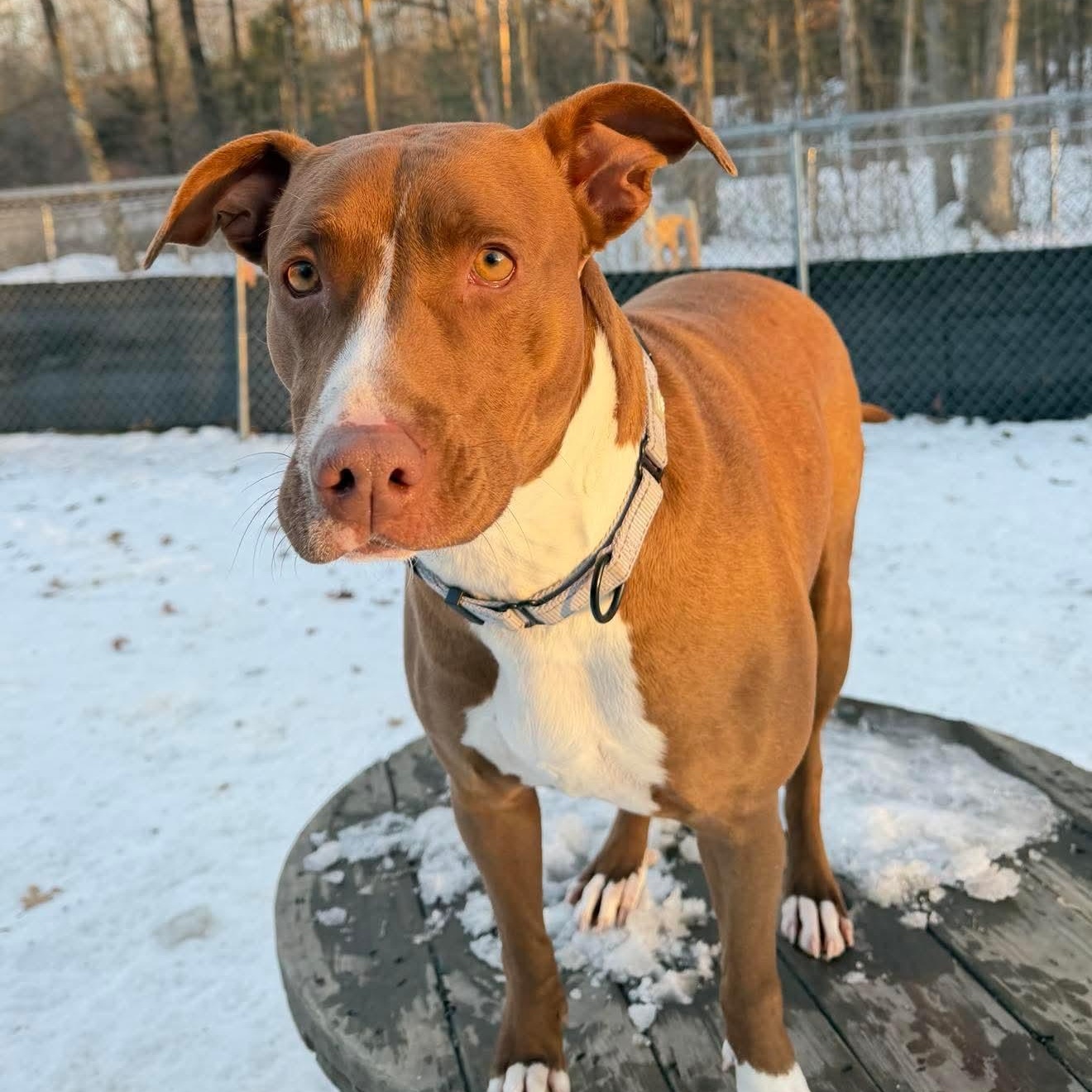 Enlarge Delilah, a Adoptable mixed breed in Argyle, NY image 2/6