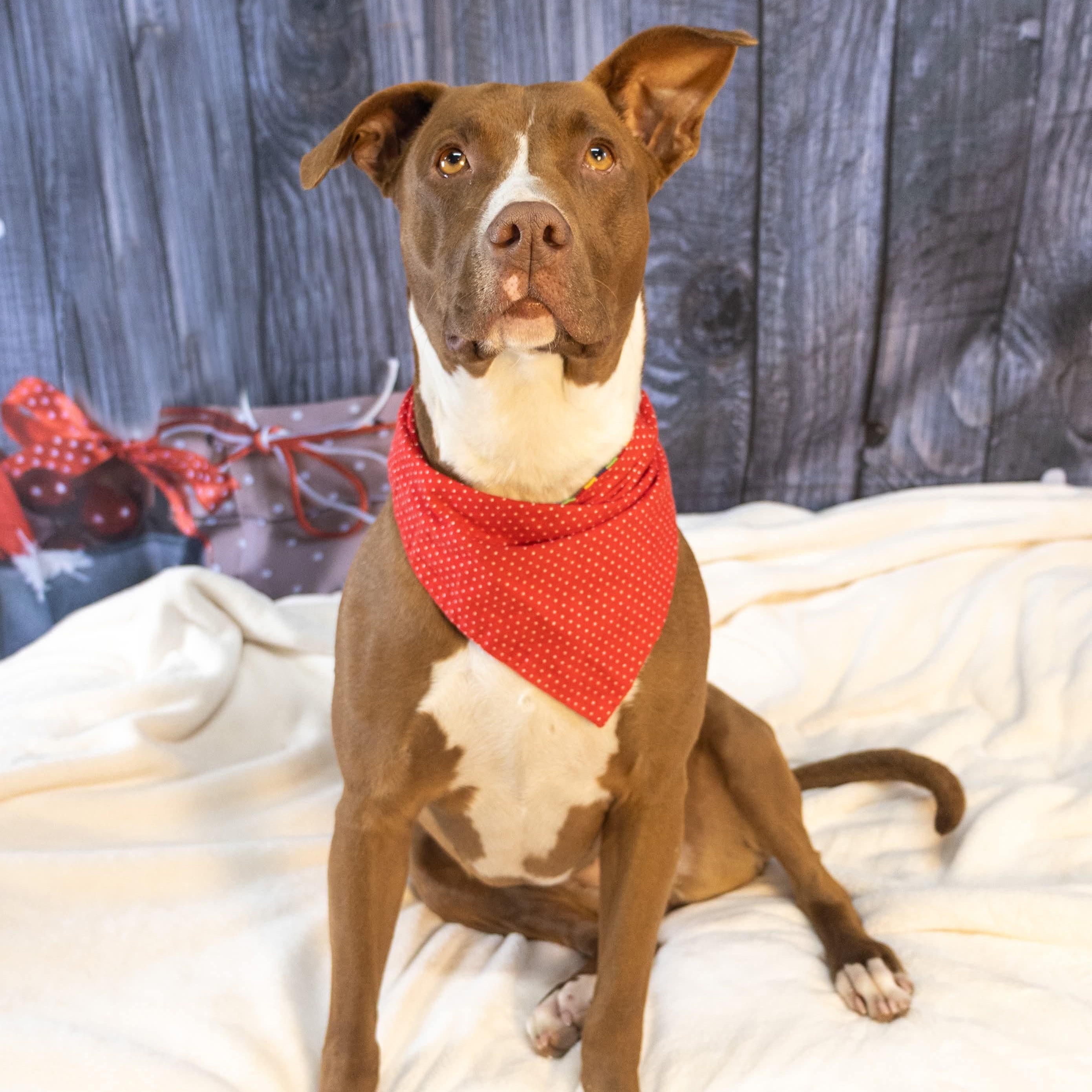 Delilah, Adoptable, Young Female Retriever.