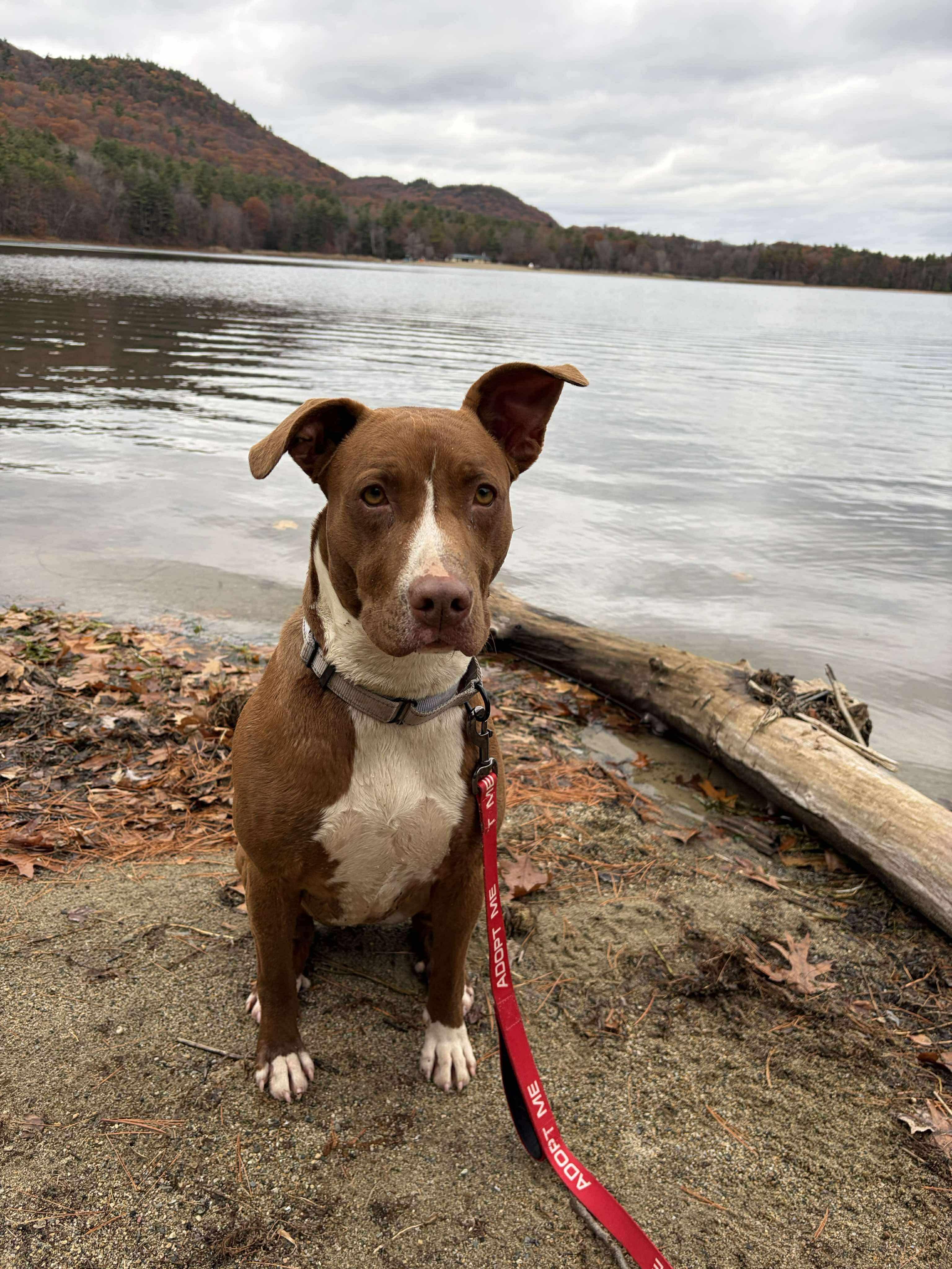 Delilah, a Adoptable mixed breed in Argyle, NY image 2/6