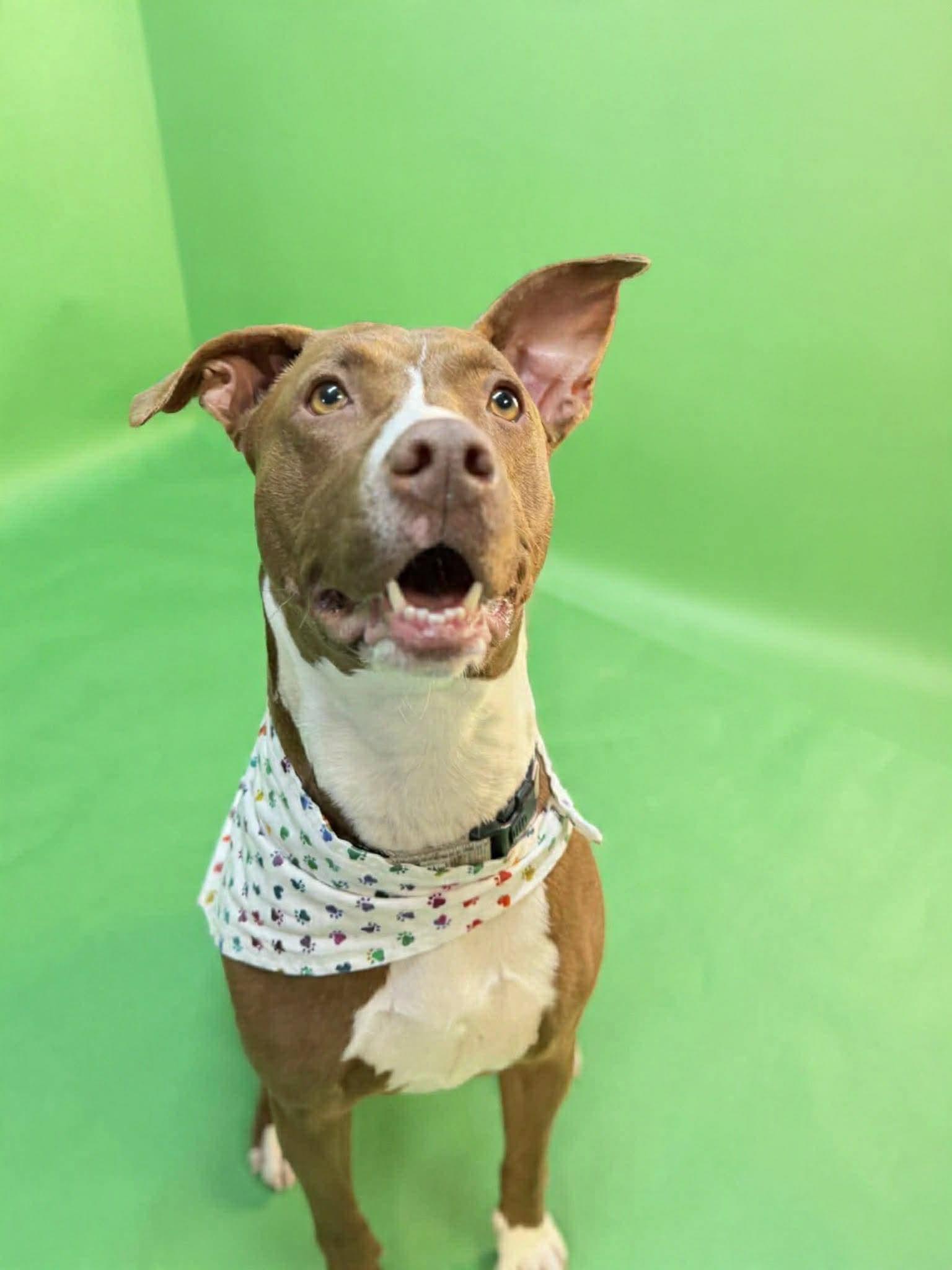 Delilah, Adoptable, Young Female Retriever.