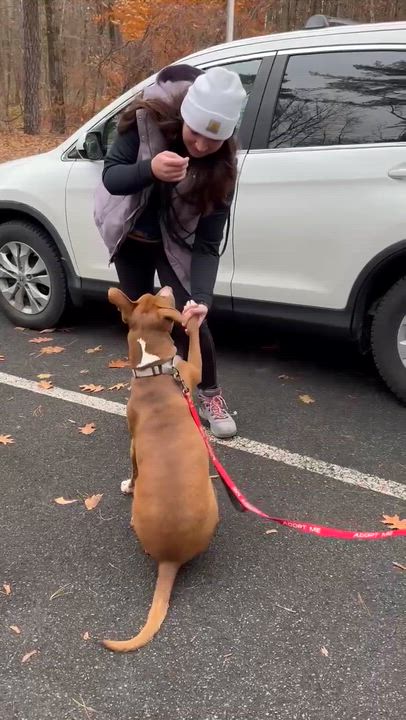 Enlarge Delilah, a Adoptable mixed breed in Argyle, NY video 4/6