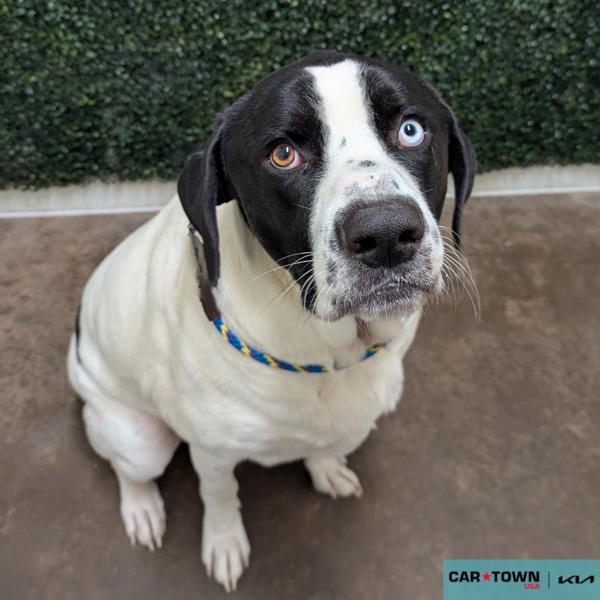 Oreo, Adoptable, Adult Male Great Pyrenees.