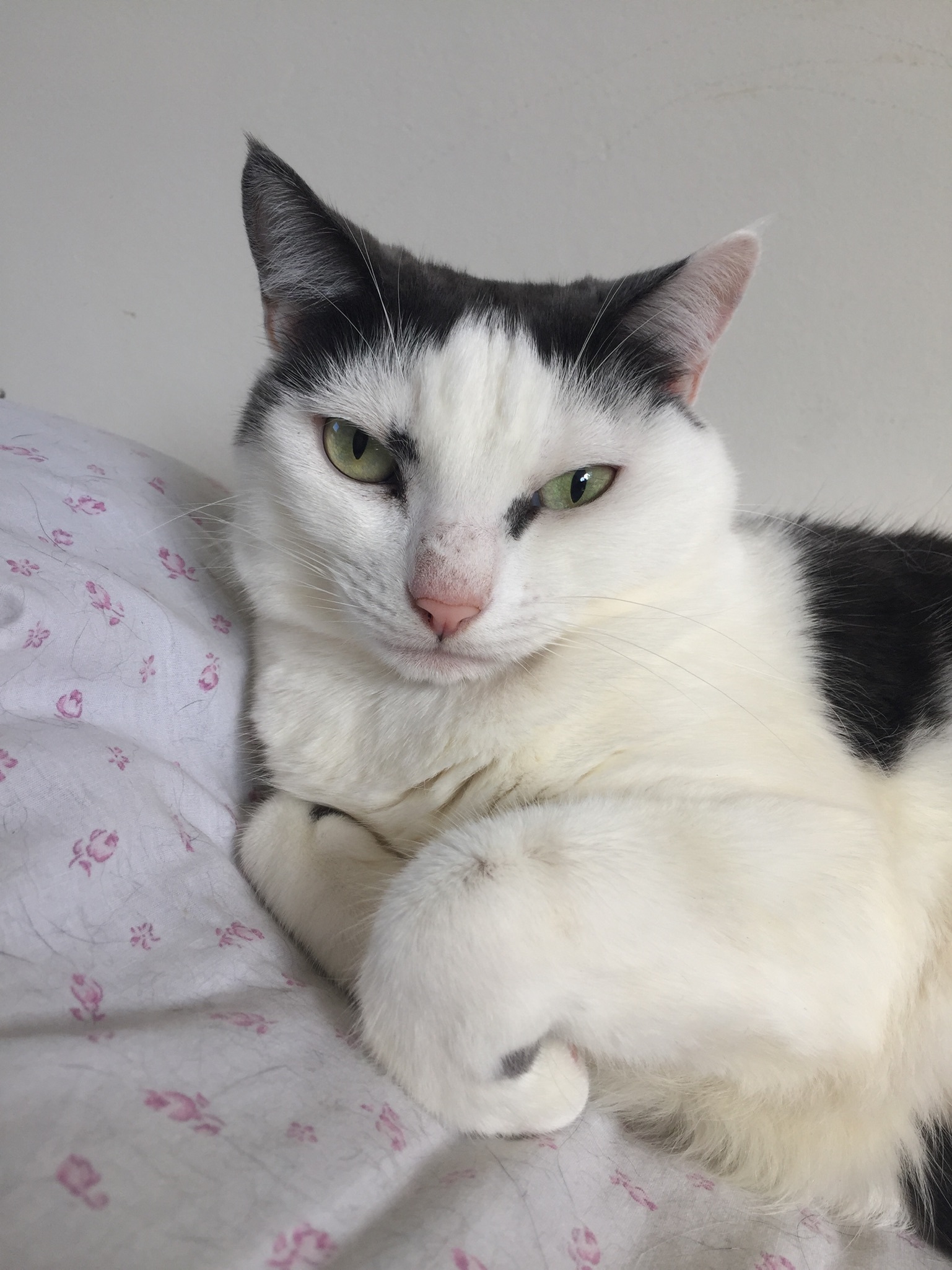 Enlarge Taylor, a Adoptable Domestic Short Hair in Midway City, CA image 1/10