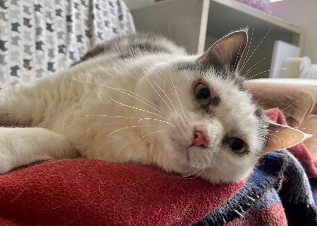 Enlarge Taylor, a Adoptable Domestic Short Hair in Midway City, CA image 2/10