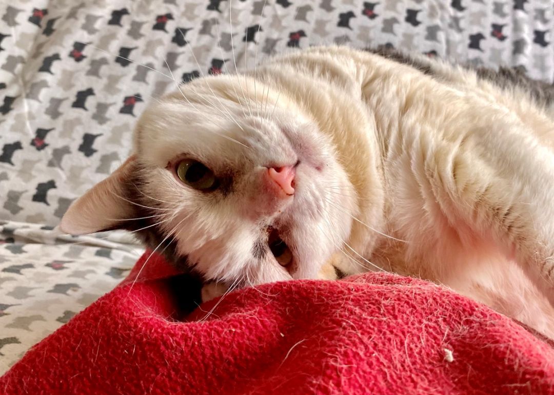 Enlarge Taylor, a Adoptable Domestic Short Hair in Midway City, CA image 3/10