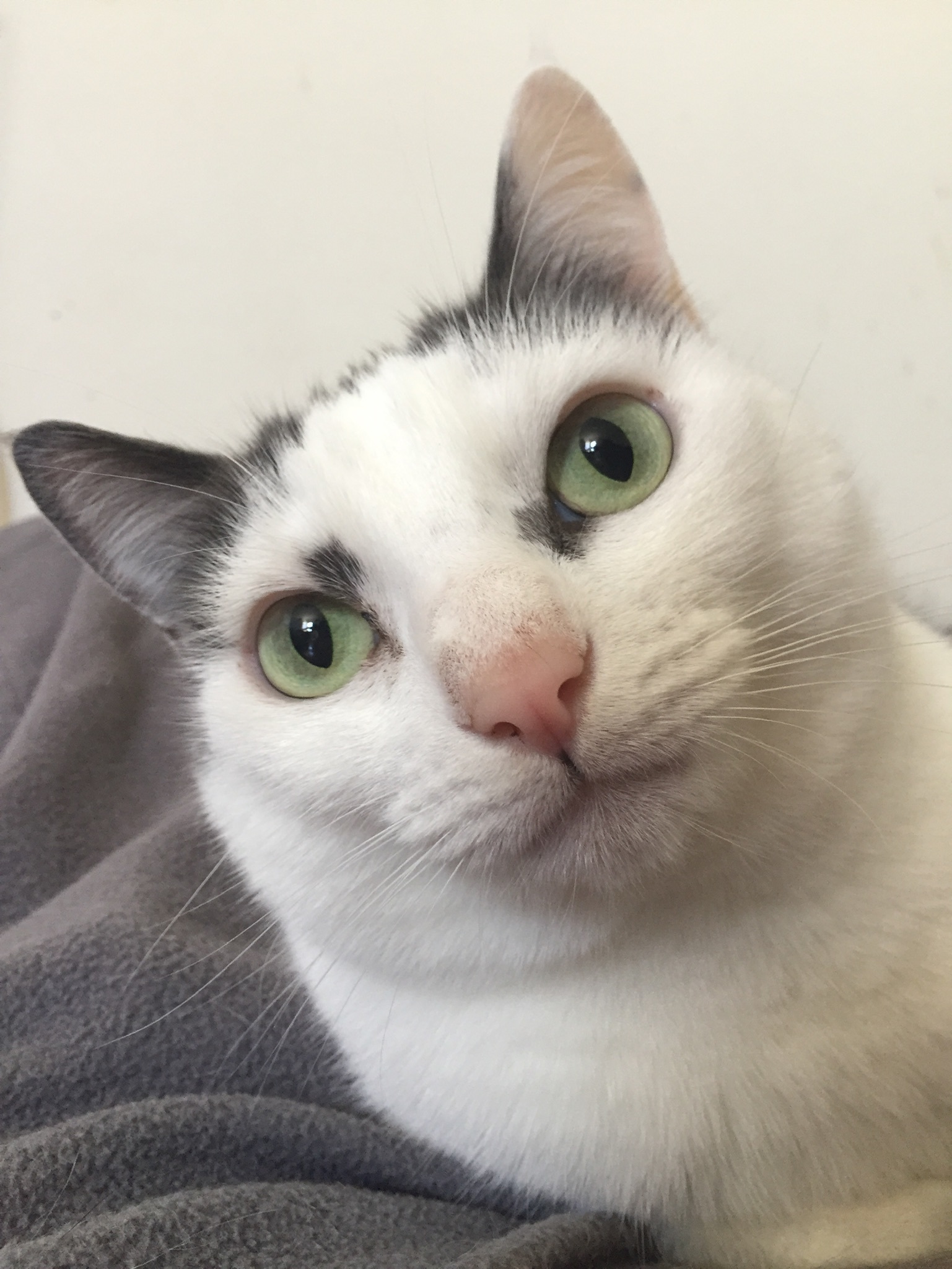 Enlarge Taylor, a Adoptable Domestic Short Hair in Midway City, CA image 4/10