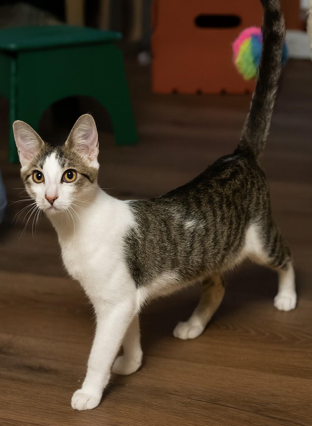 Rocco, Adopted, Young Male Domestic Short Hair.