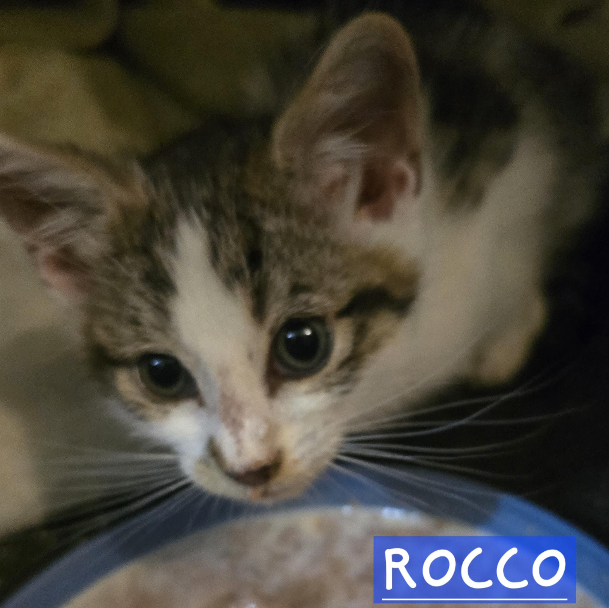 Enlarge Rocco, a Adopted mixed breed in Buhl, ID image 3/3