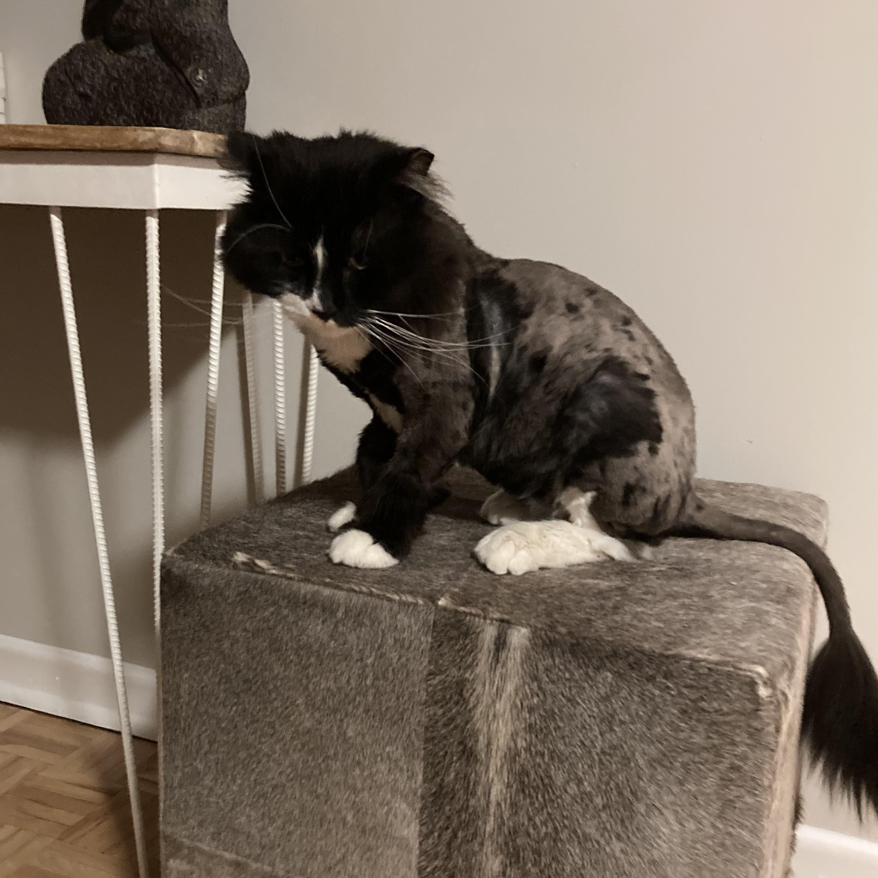 Enlarge Tsuki, a Adoptable Domestic Long Hair in Terrebonne, QC image 2/6