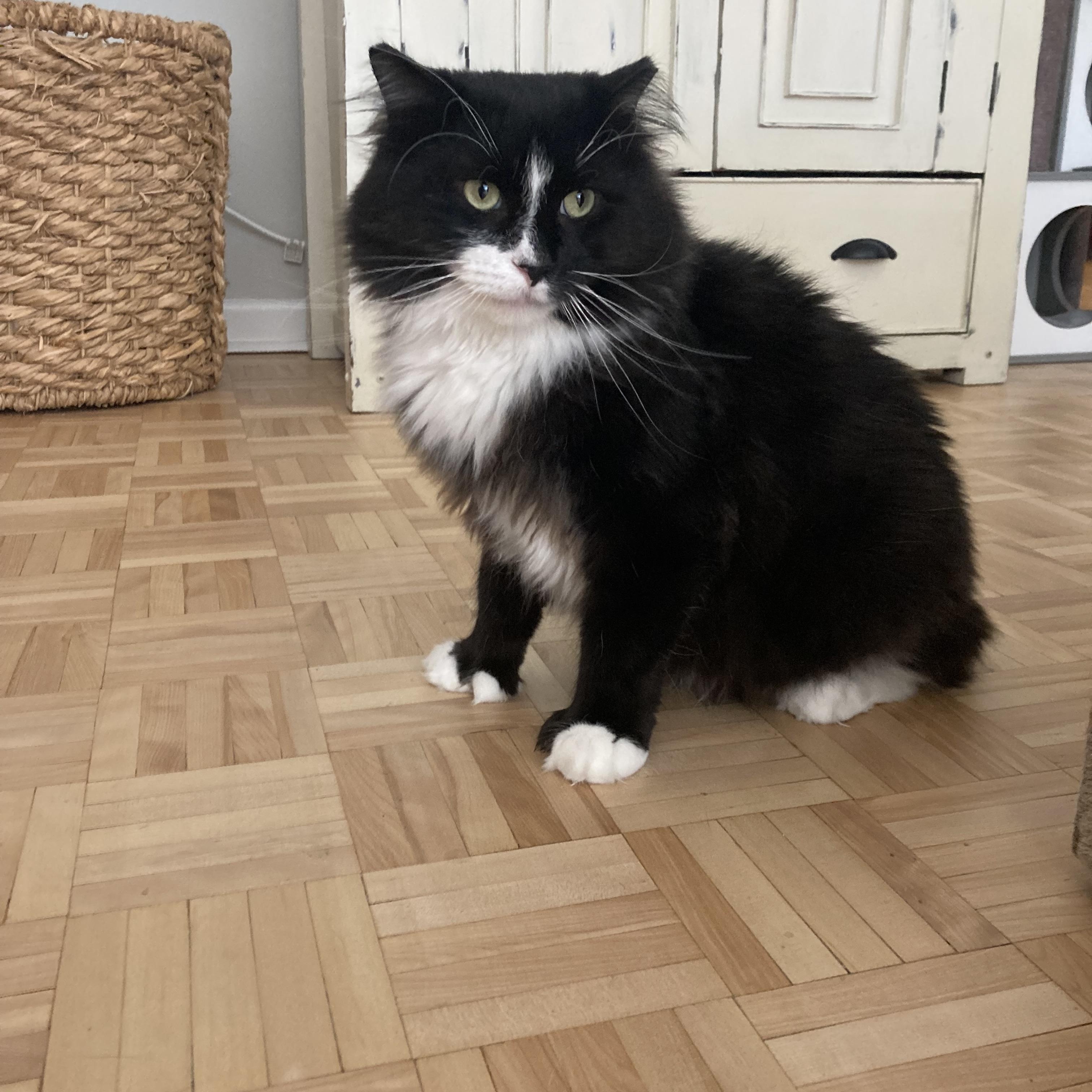 Enlarge Tsuki, a Adoptable Domestic Long Hair in Terrebonne, QC image 3/6