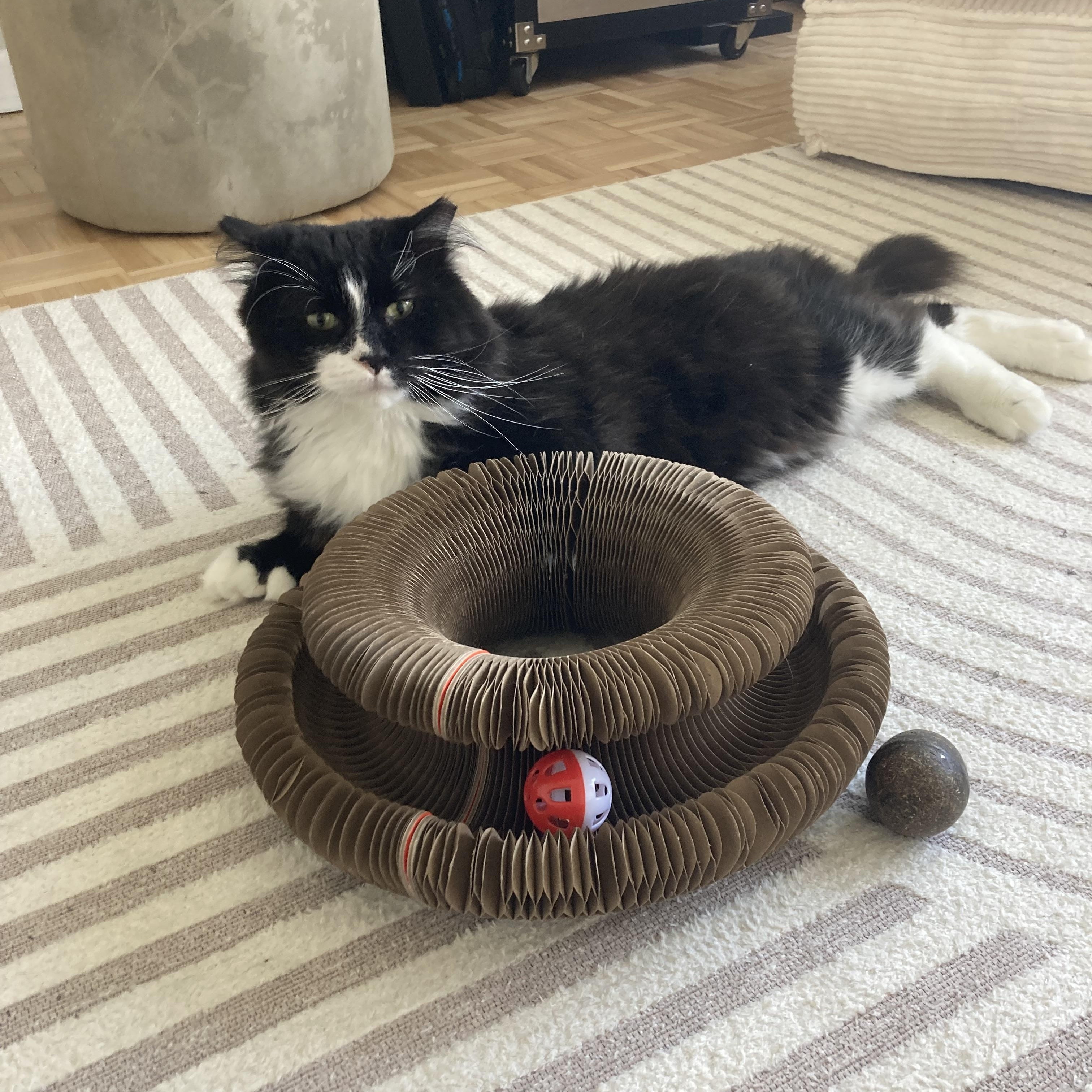 Tsuki, Adoptable, Adult Male Domestic Long Hair.