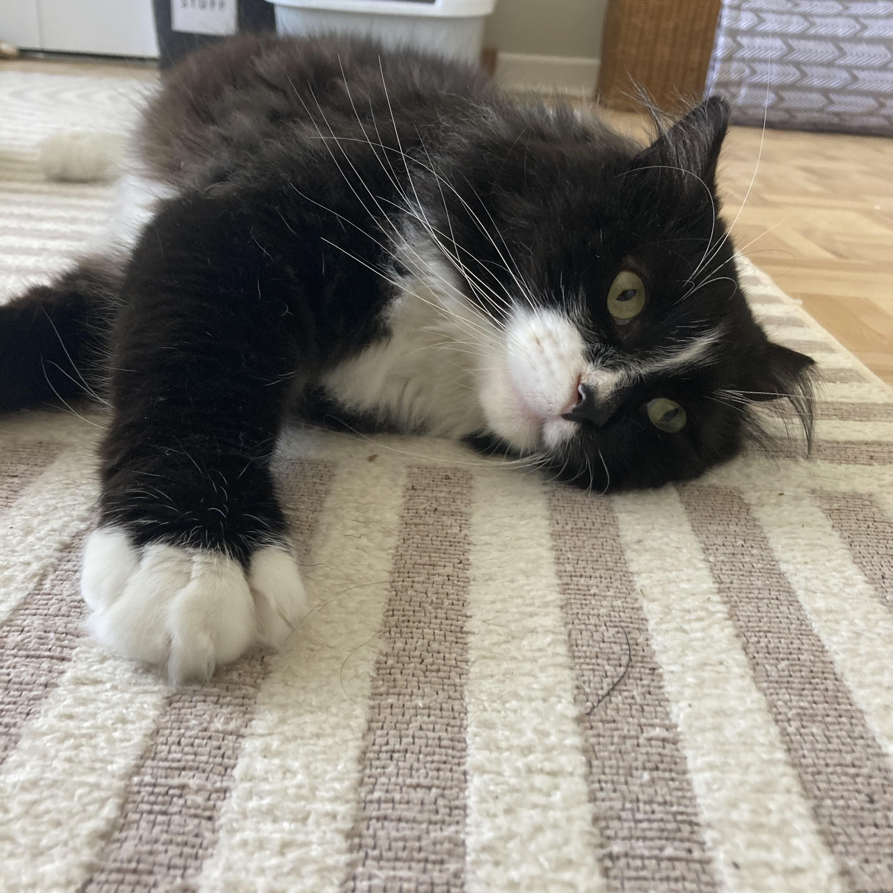 Enlarge Tsuki, a Adoptable Domestic Long Hair in Terrebonne, QC image 4/6