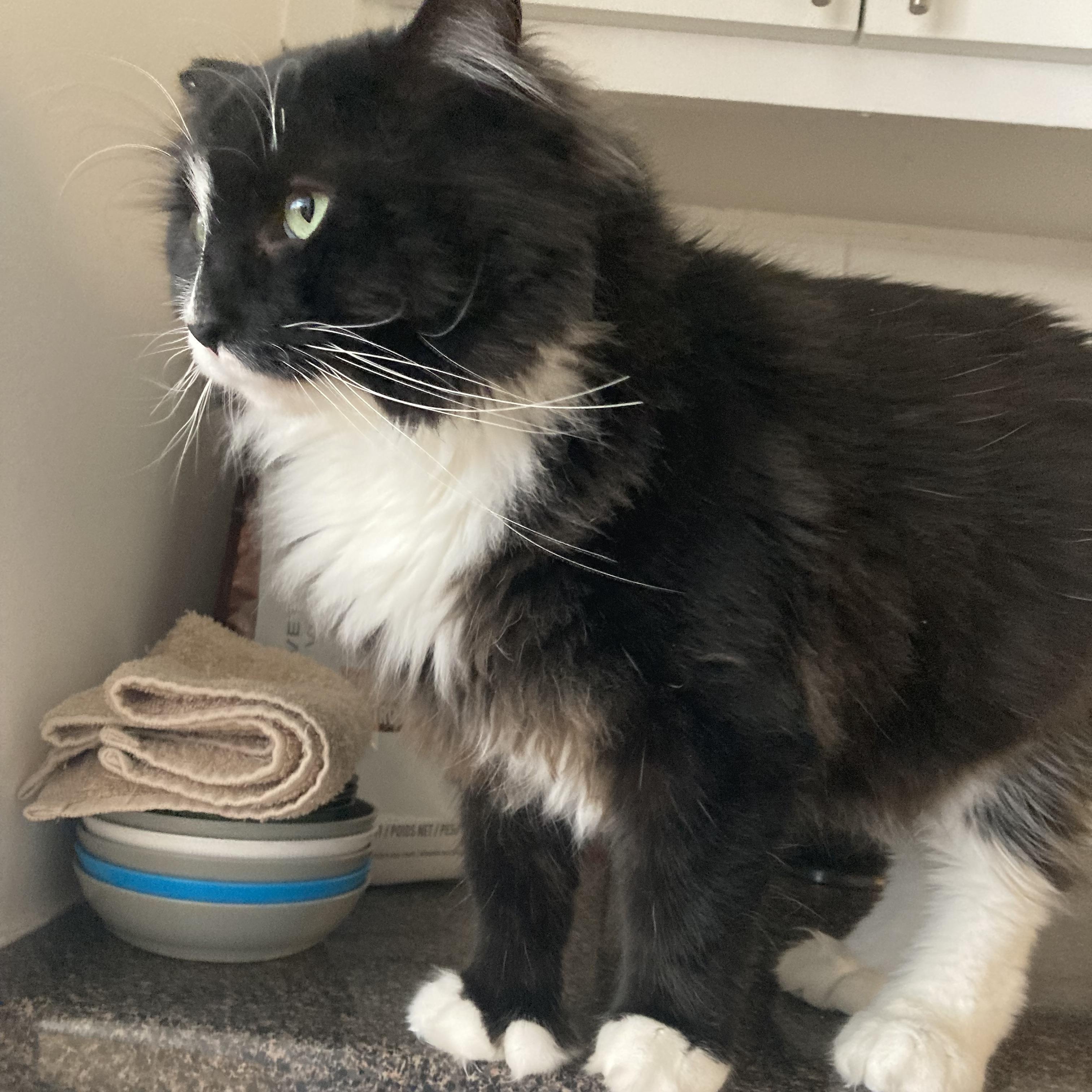 Enlarge Tsuki, a Adoptable Domestic Long Hair in Terrebonne, QC image 5/6