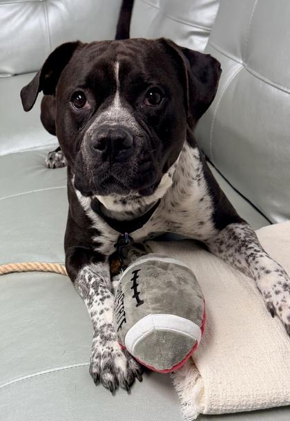 Beefcake, Adoptable, Adult Male Mixed Breed & Mixed Breed.