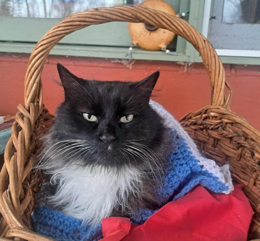 Cogee, Adoptable, Senior Male Domestic Long Hair.