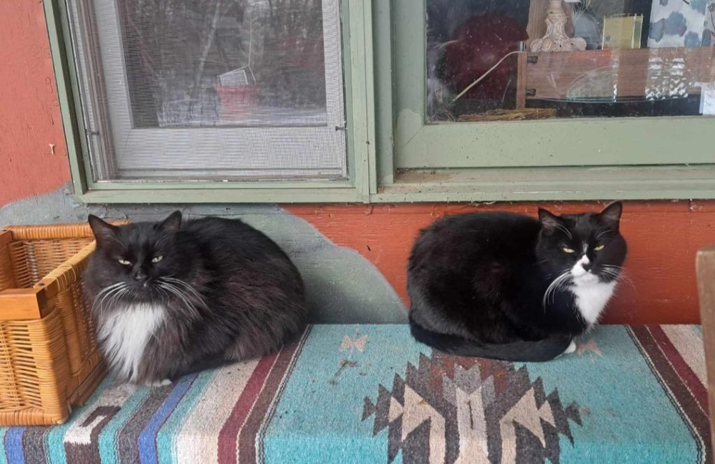 Enlarge Cogee, a Adoptable mixed breed in Viroqua, WI image 2/2