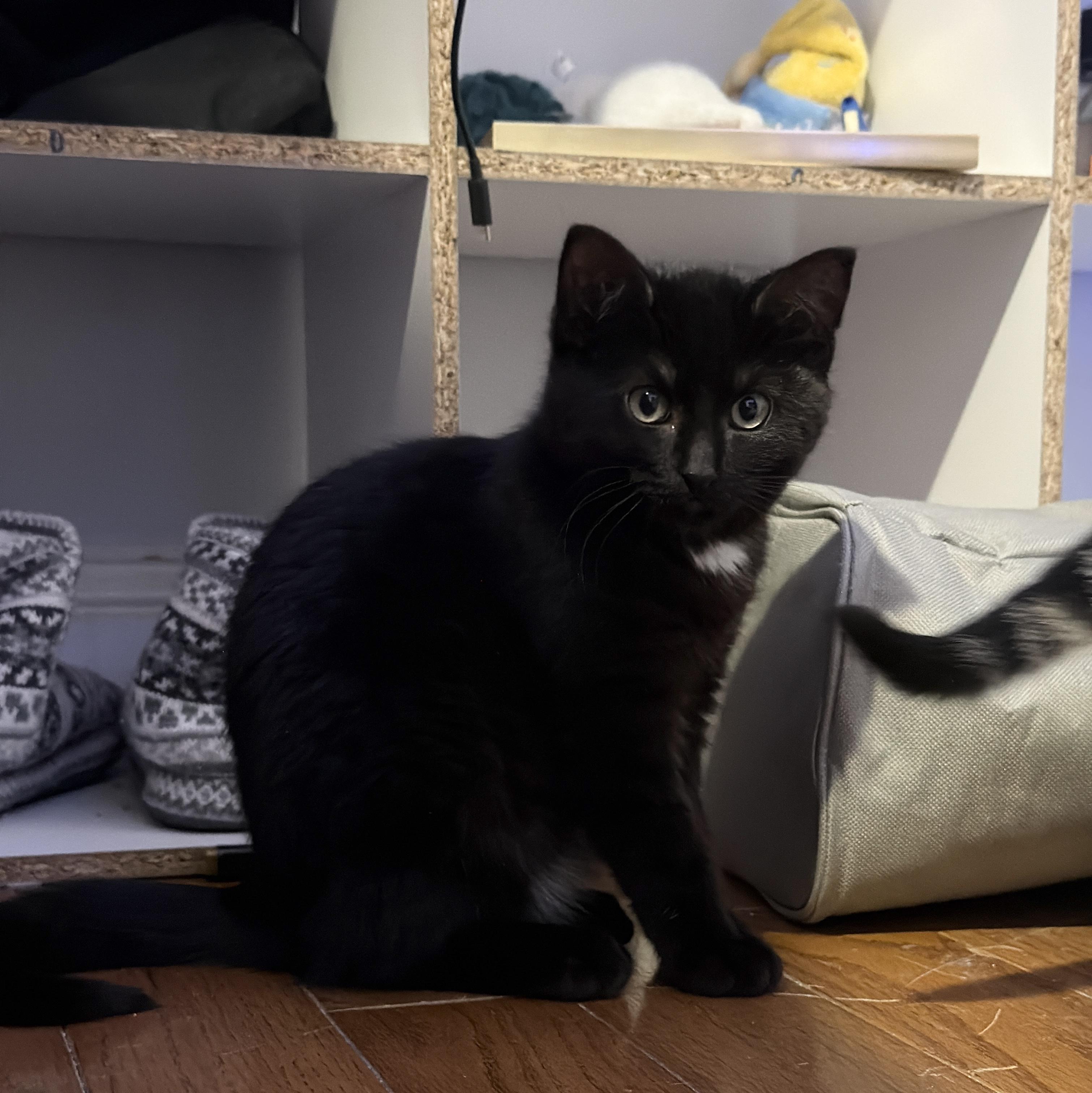 Enlarge Nyx, a ADOPTABLE Domestic Short Hair in Chicago, IL image 3/5