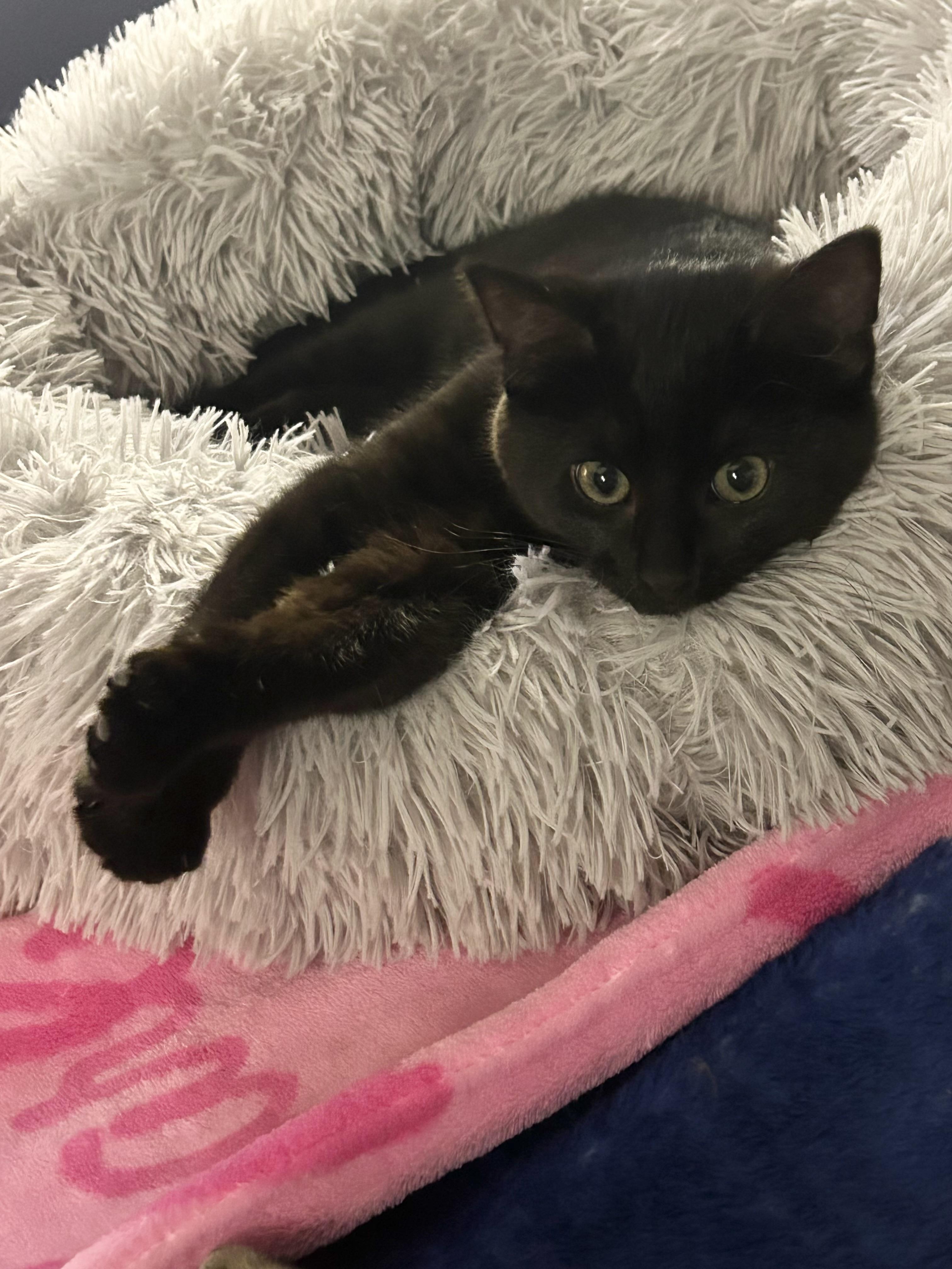 Enlarge Nyx, a ADOPTABLE Domestic Short Hair in Chicago, IL image 2/5