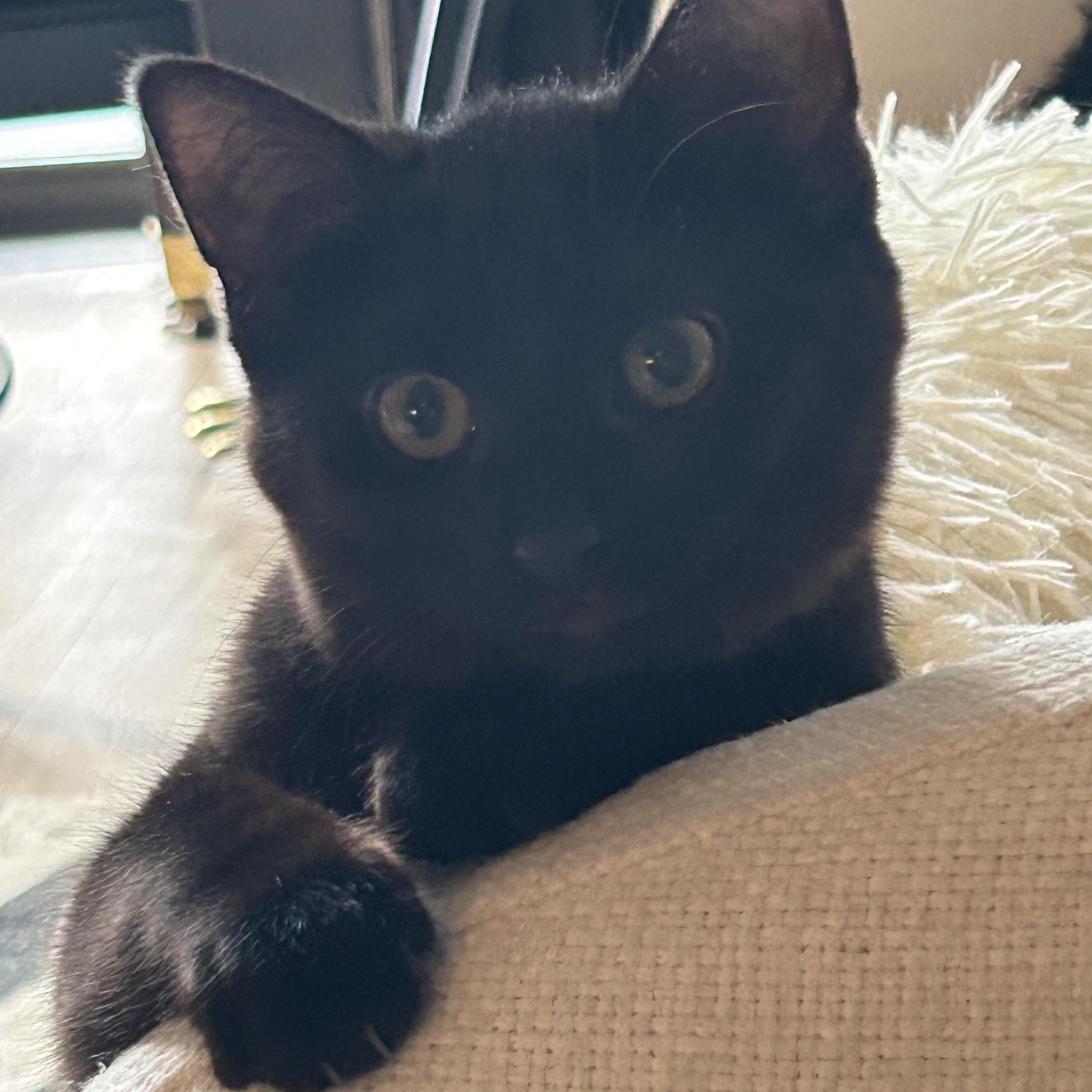 Enlarge Nyx, a ADOPTABLE Domestic Short Hair in Chicago, IL image 1/5