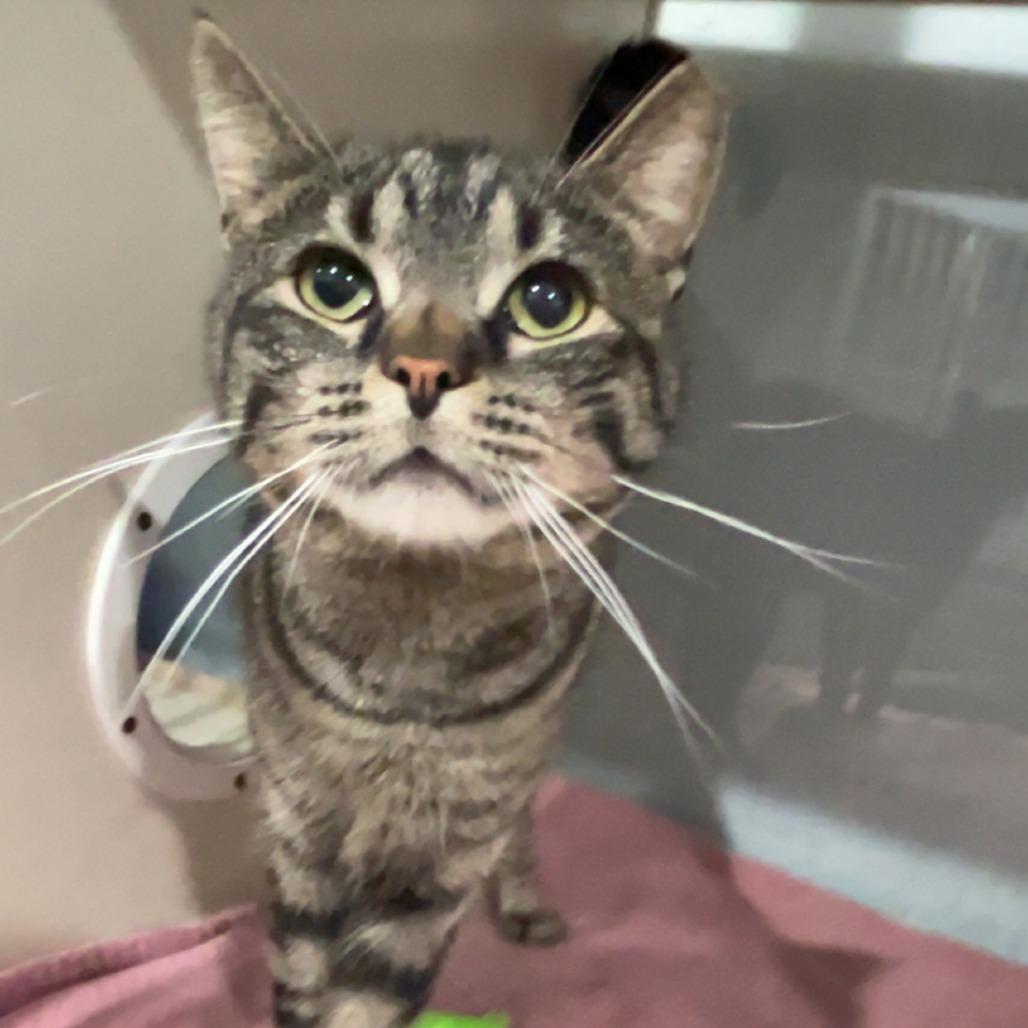 Enlarge Earl, a Adoptable Domestic Short Hair in Fairmont, WV image 1/2