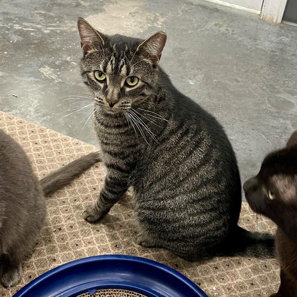 Earl, a Adoptable Domestic Short Hair in Fairmont, WV image 2/3