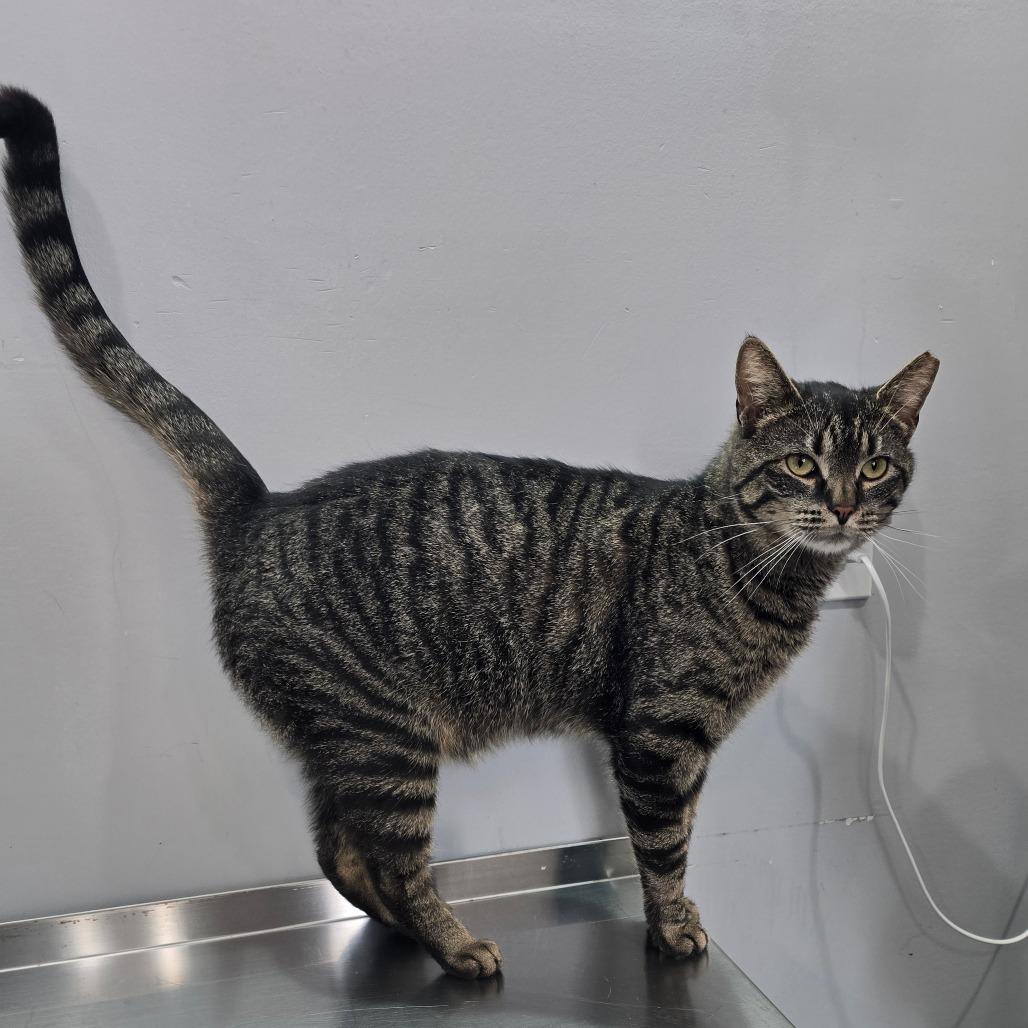 Enlarge Earl, a Adoptable Domestic Short Hair in Fairmont, WV image 2/2