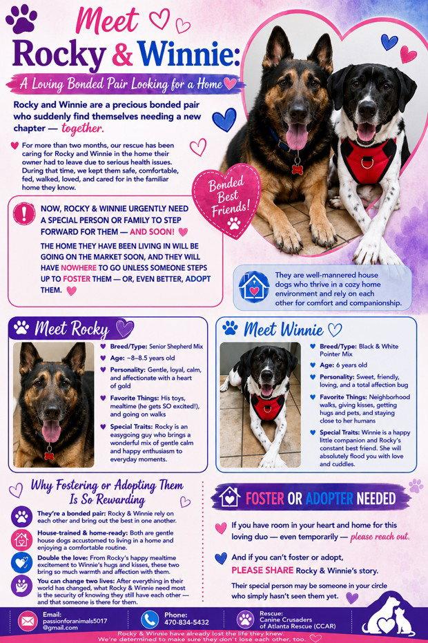 Rocky and Winnie, a Adoptable mixed breed in Acworth, GA image 1/3