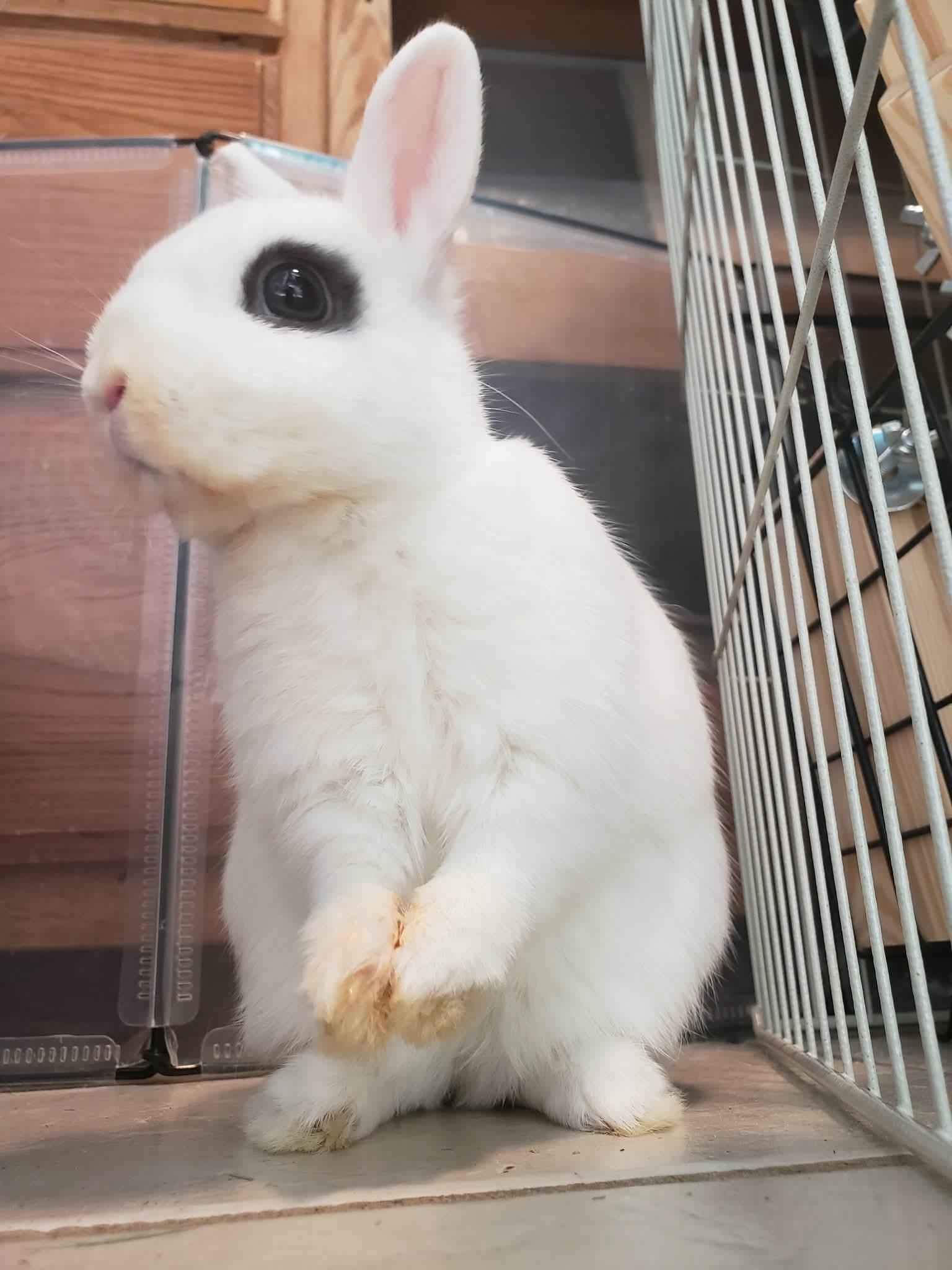 Enlarge Maeve, a ADOPTABLE Hotot in Salt Lake City, UT image 4/6