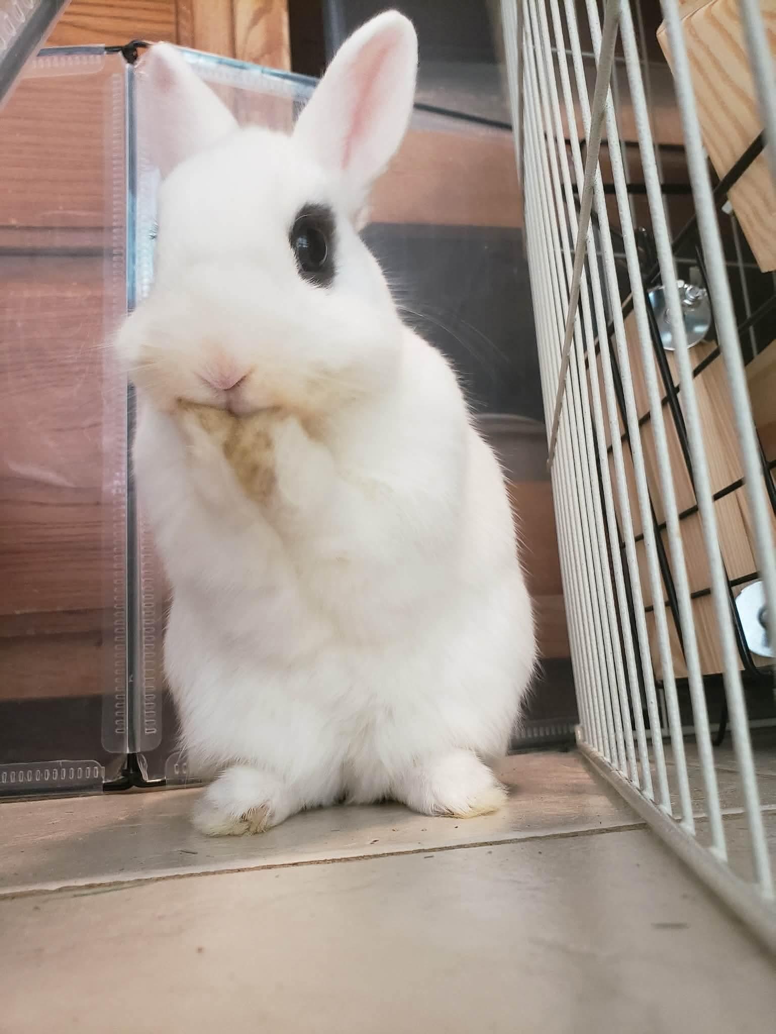 Enlarge Maeve, a ADOPTABLE Hotot in Salt Lake City, UT image 6/6