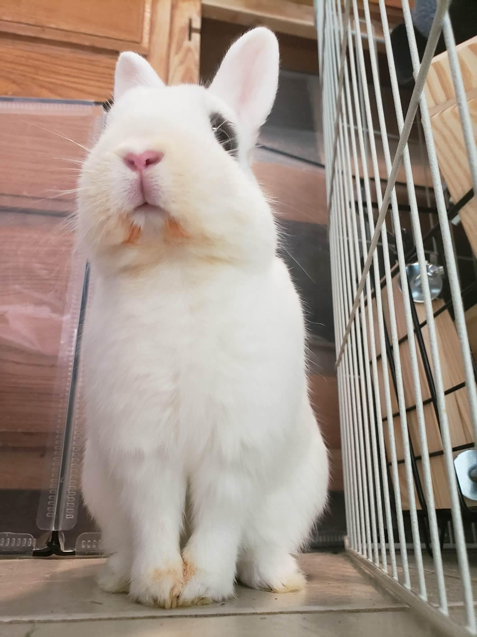 Enlarge Maeve, a ADOPTABLE Hotot in Salt Lake City, UT image 5/6