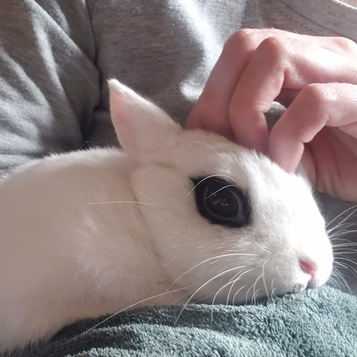 Enlarge Maeve, a ADOPTABLE Hotot in Salt Lake City, UT image 3/6